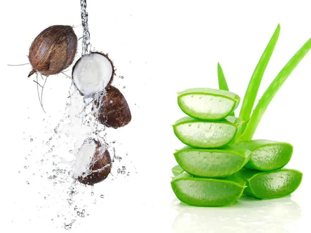 Lidah Buaya atau Air Kelapa, Mana yang Lebih Efektif Menghidrasi Tubuh?