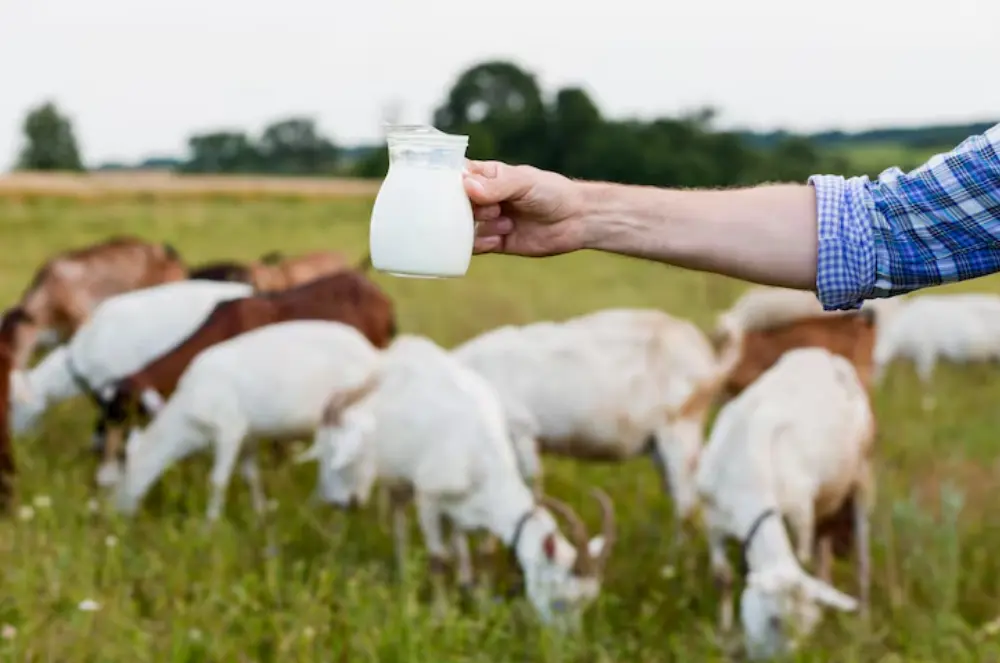 Apakah Aman Minum Raw Milk? Kenali Risiko Sebelum Konsumsi
