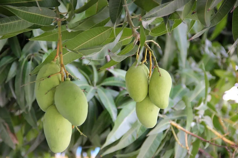 Bukan Sekadar Buah: Mengupas Peran Mangga dalam Tradisi Kuliner dan Sejarah India