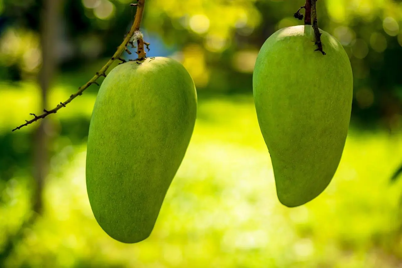 Kupas Tuntas! Kenapa Mangga Wajib Ada dalam Rencana Makan Rendah Lemak Anda