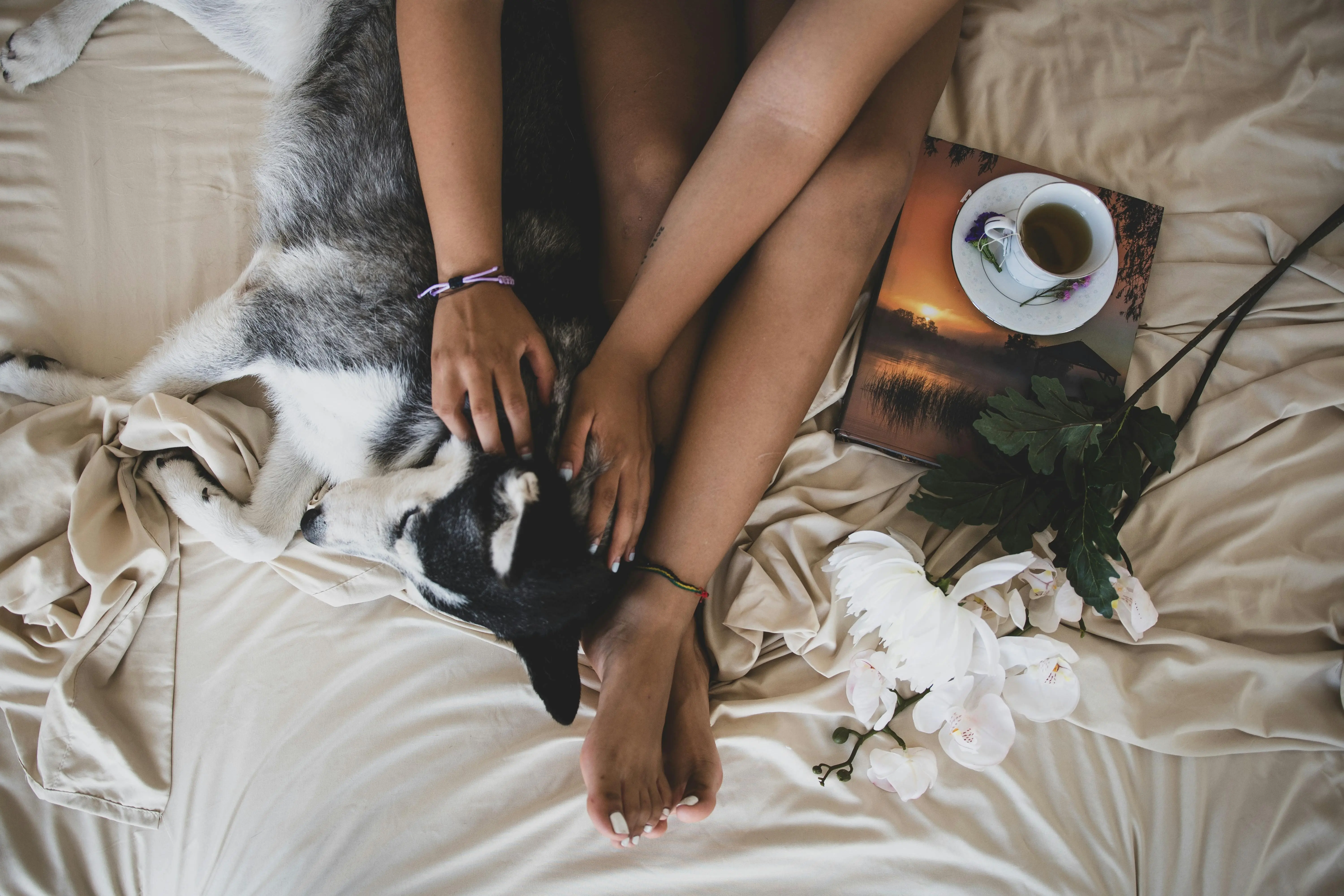 Inilah Alasannya Mengapa Anjing Sering Tidur di Kaki Pemiliknya