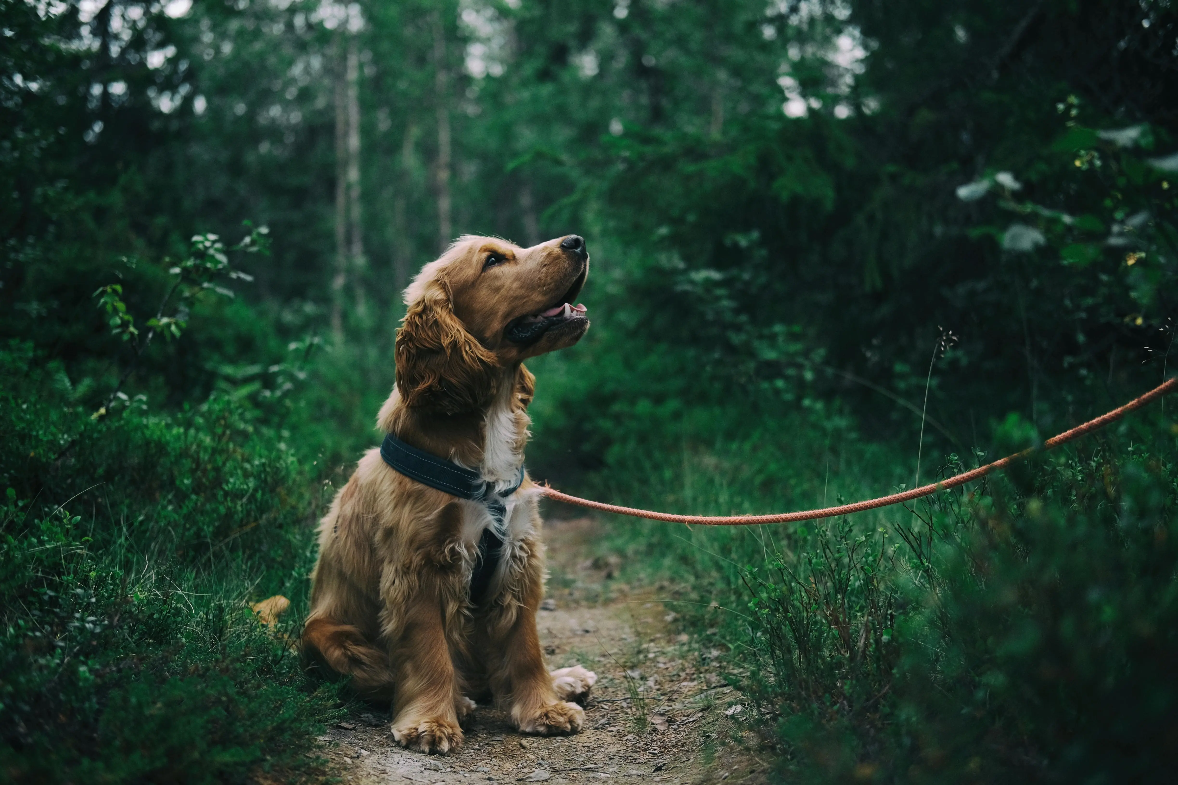Anjing Pendeteksi Medis: Bukti Nyata Ketangguhan Penciuman Mereka di Dunia Kesehatan.