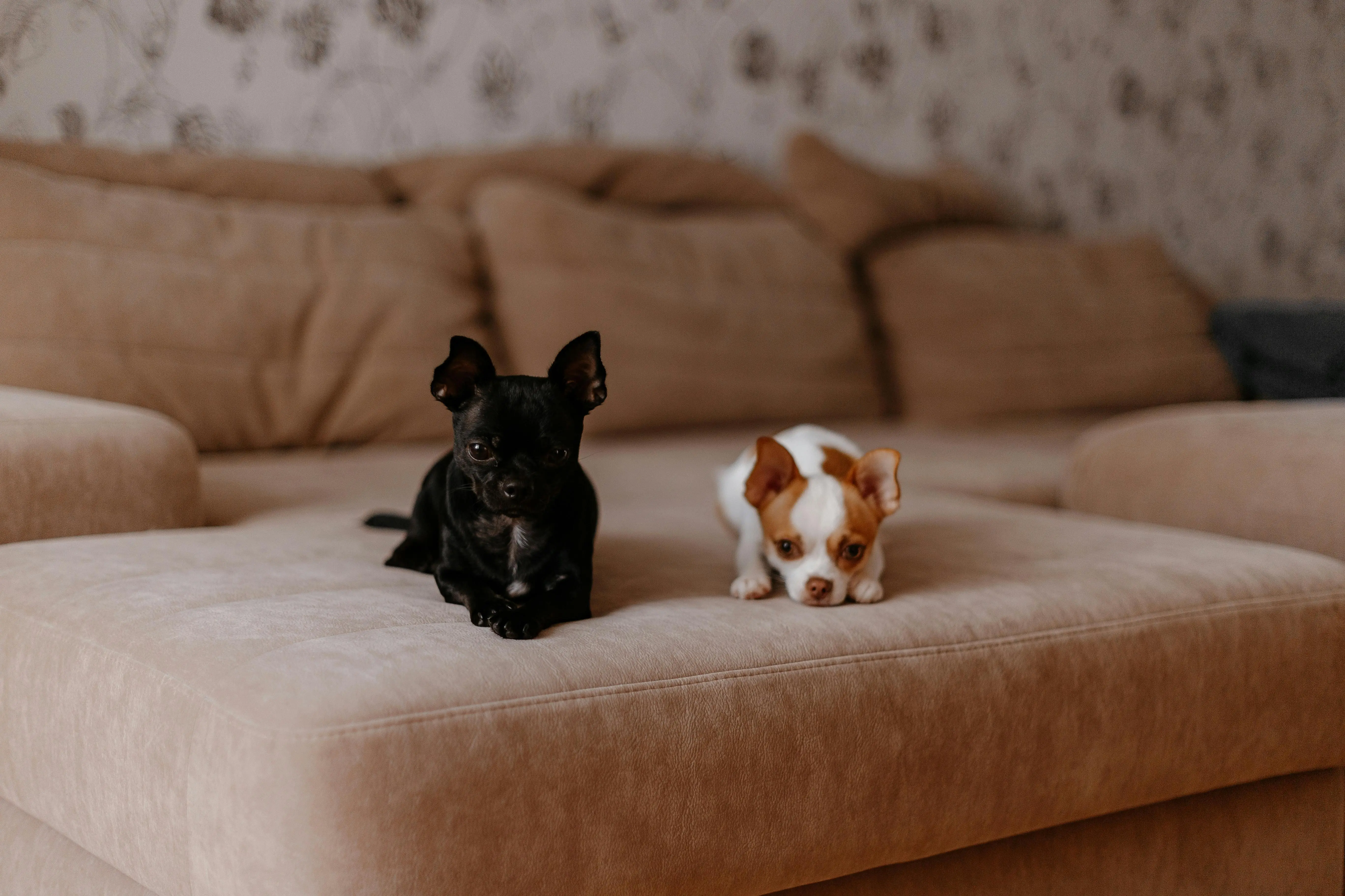 Ras Anjing Kecil yang Cocok untuk Dijadikan Peliharaan di Apartemen Modern