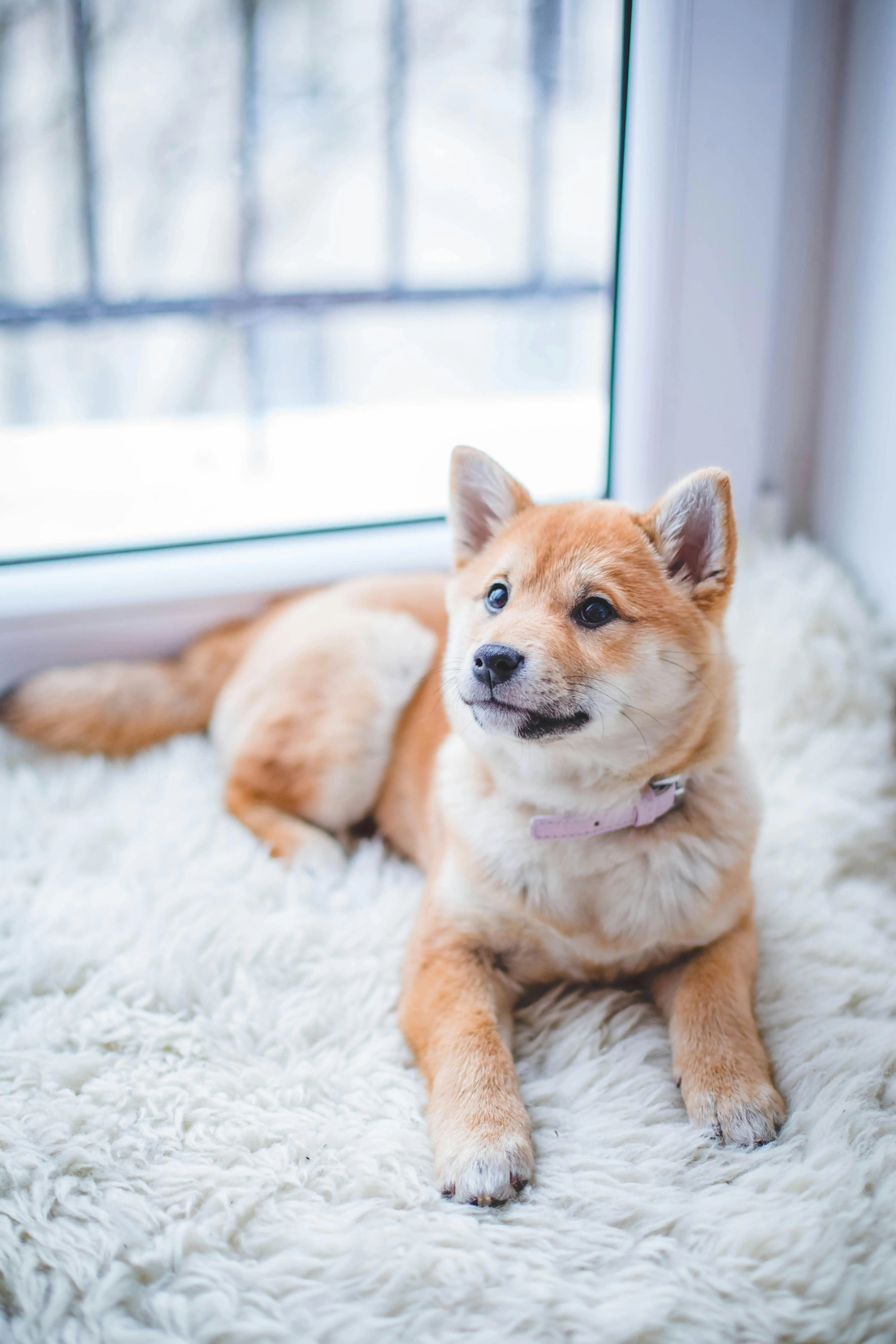 Kecerdasan Emosional Anjing: Mengapa Mereka Bisa Membaca Wajah Manusia