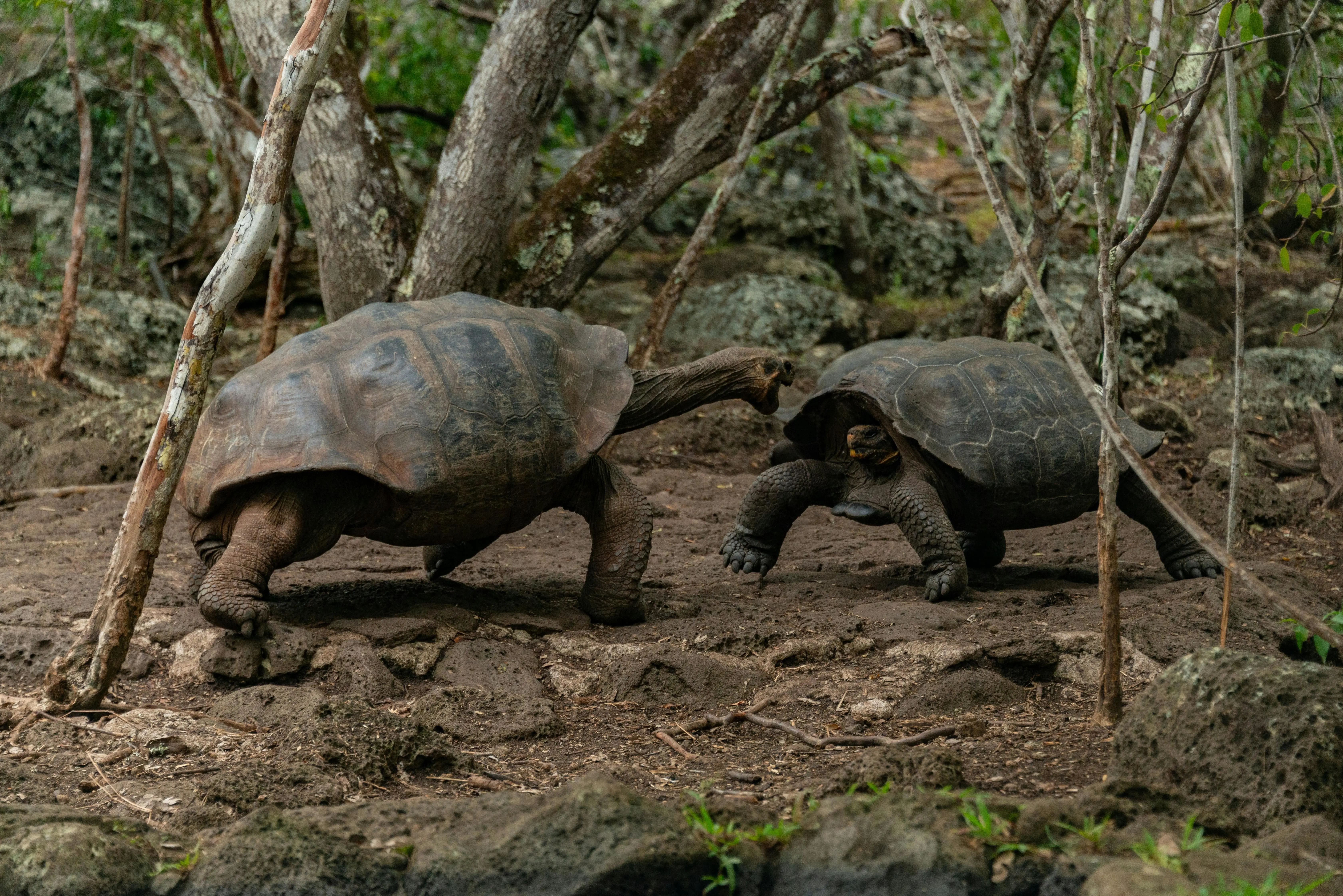 Raksasa yang Tersisa: Menyingkap Kisah Kura-Kura Galápagos, Spesies Unik di Kepulauan Ekuador