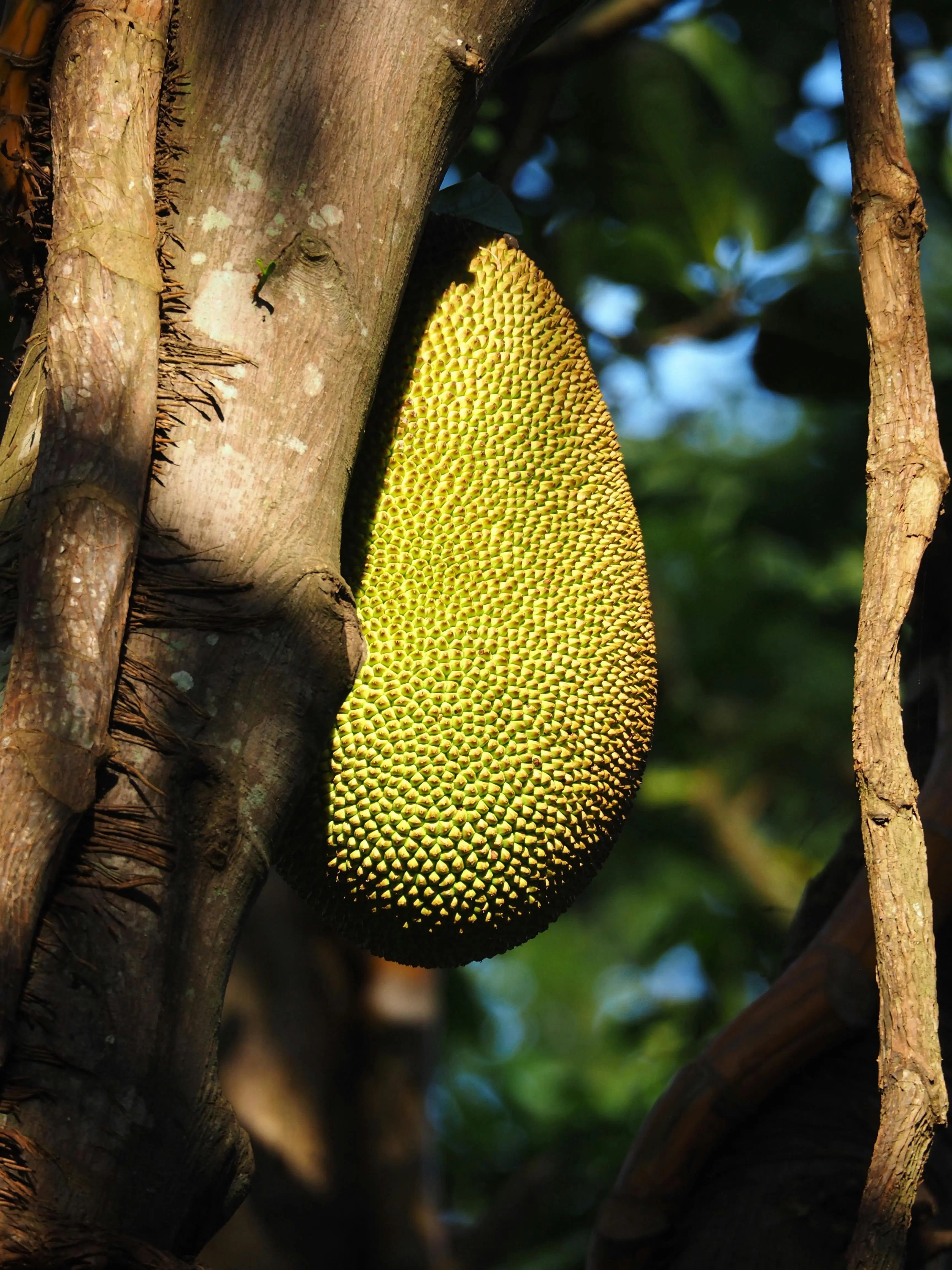 Mengapa Nangka Dijuluki Buah Raksasa Tropis? Mengupas Tuntas Ukuran dan Beratnya yang Fantastis