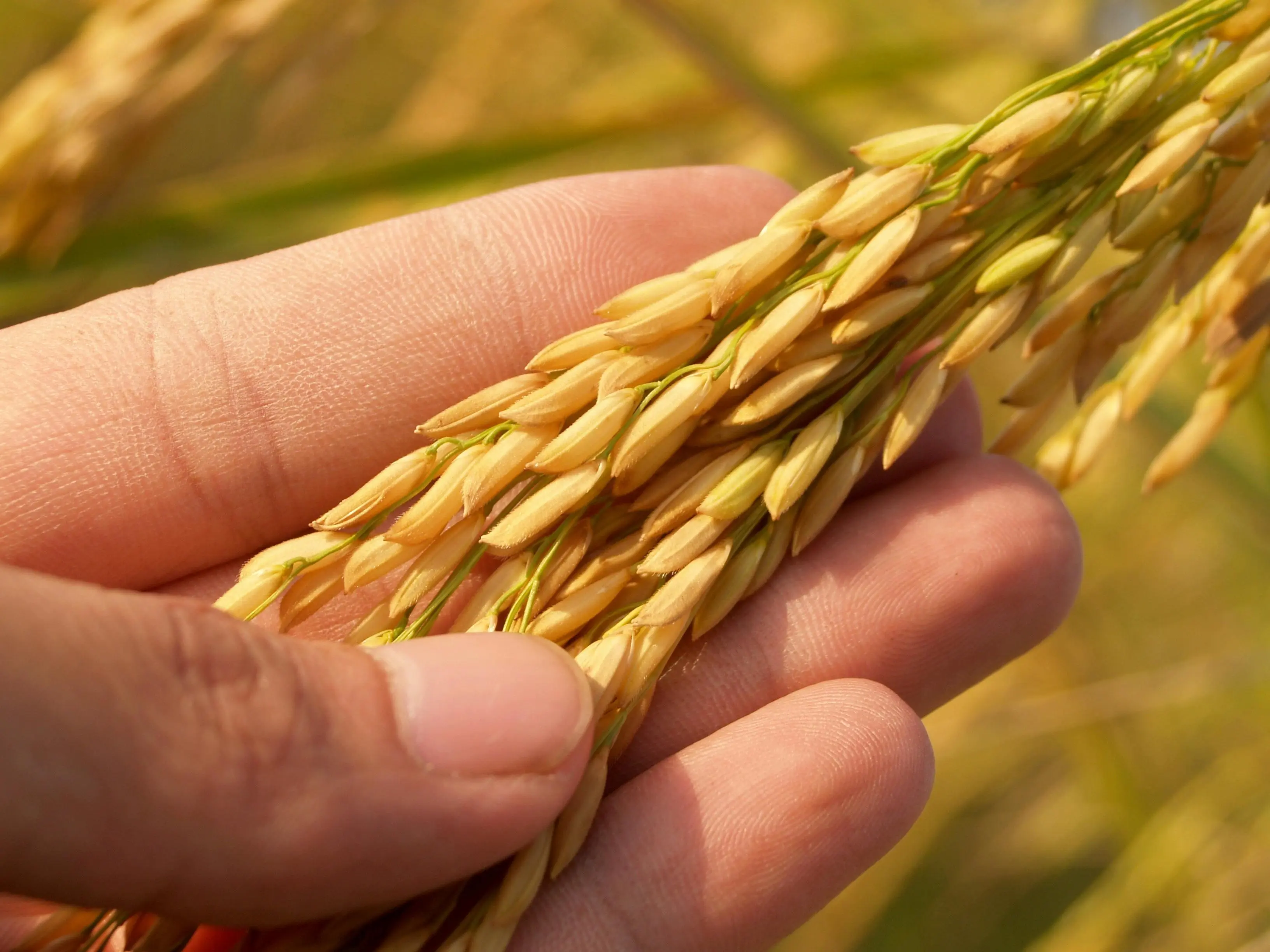 Dampak Perubahan Iklim Terhadap Produksi Nasi Dunia