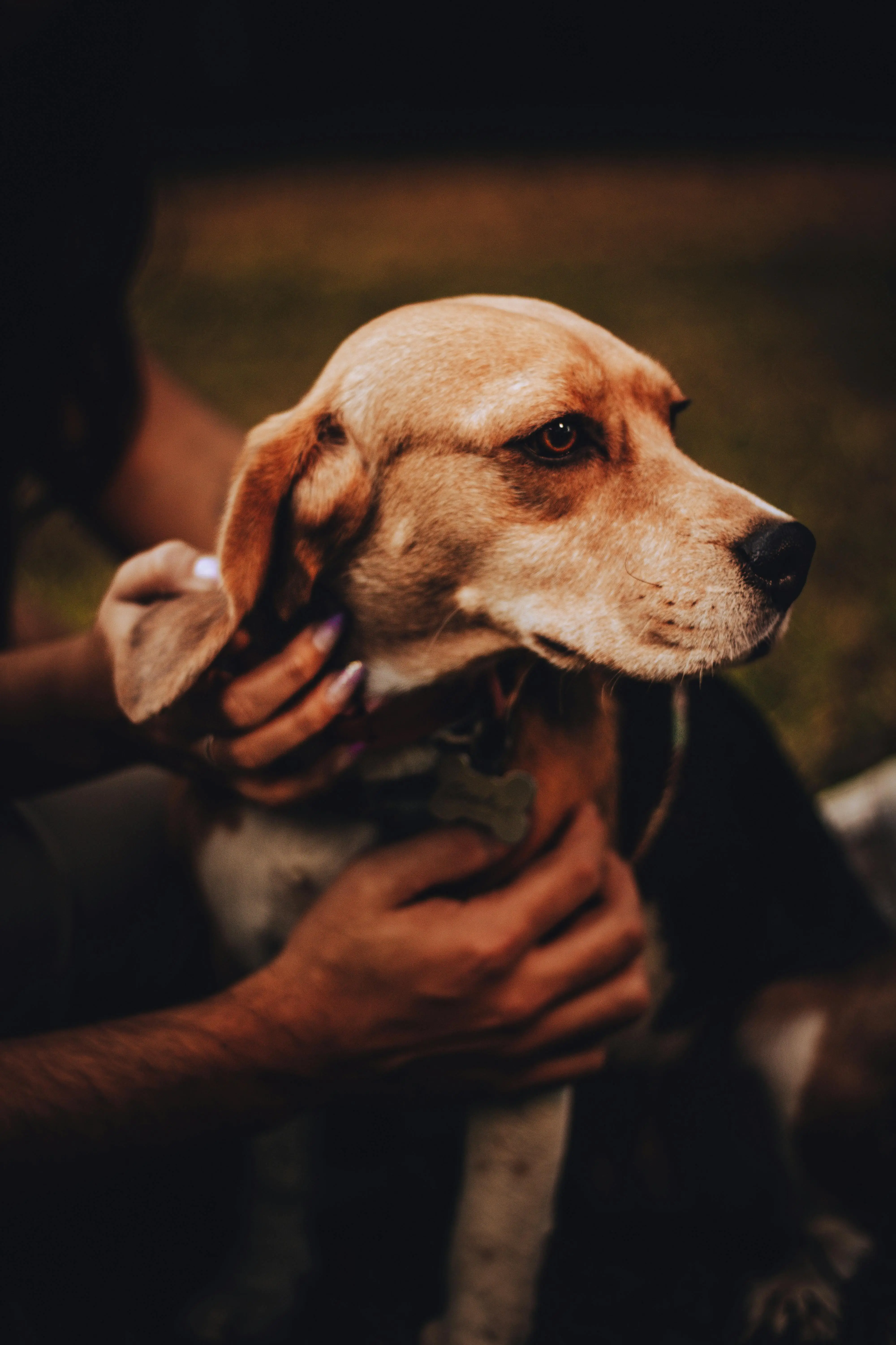 Menguak Emosi Anjing: Bukti Ilmiah Perasaan Cemburu dan Respon Terhadap Perhatian Pemilik