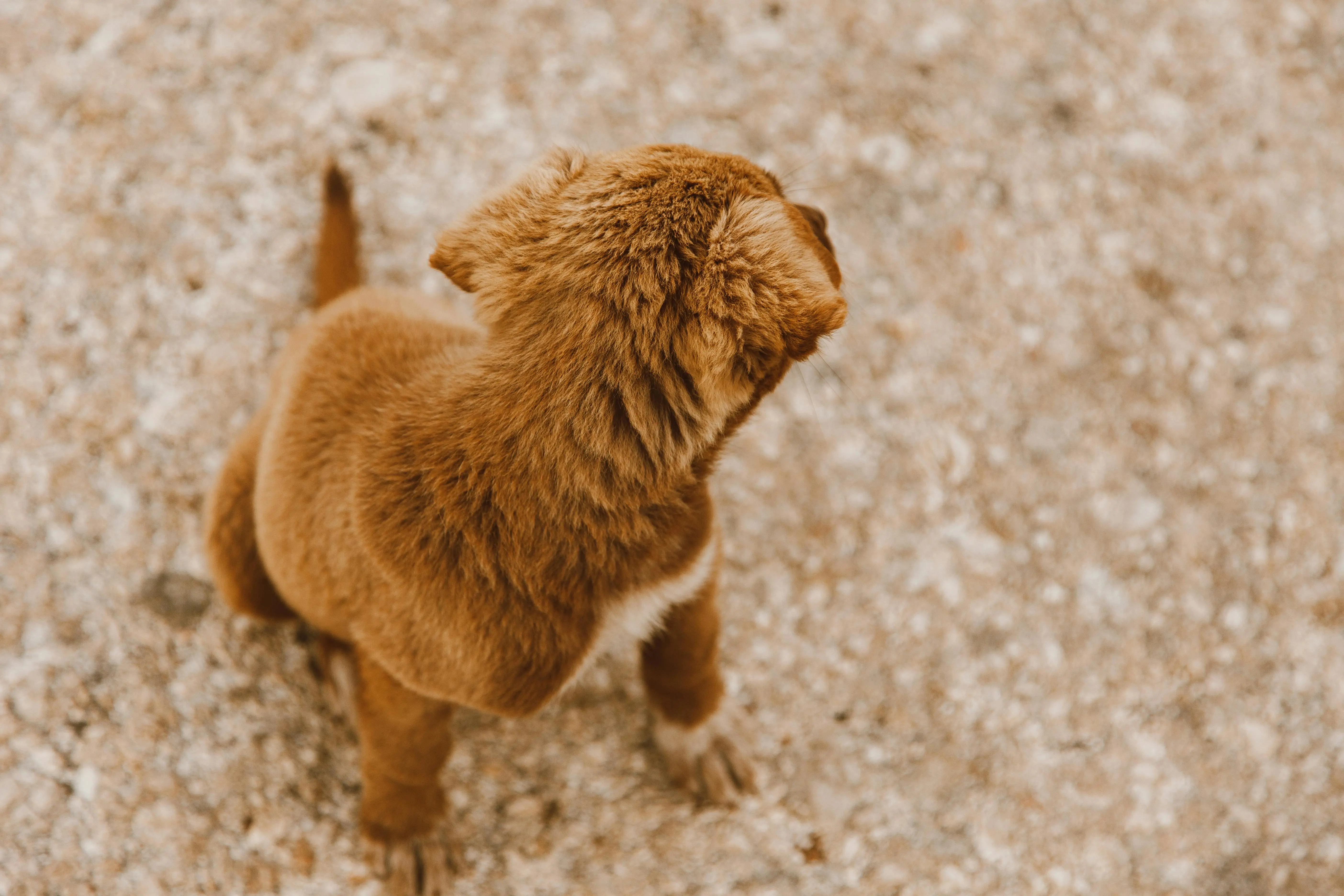 Mengapa Anjing Mengejar Ekornya? Menguak Insting Pemburu dan Rasa Bosan di Balik Perilaku Lucu Ini