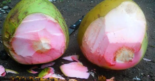 Kelapa Hijau, Minuman Segar yang Kaya Manfaat untuk Kesehatan Tubuh