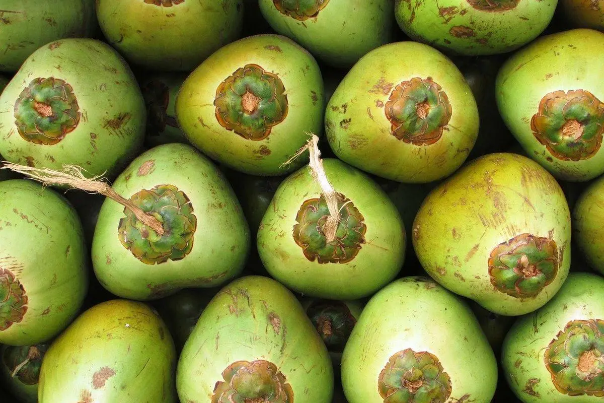 Air Kelapa Muda vs Kelapa Hijau: Apa Bedanya dan Mana yang Lebih Sehat?