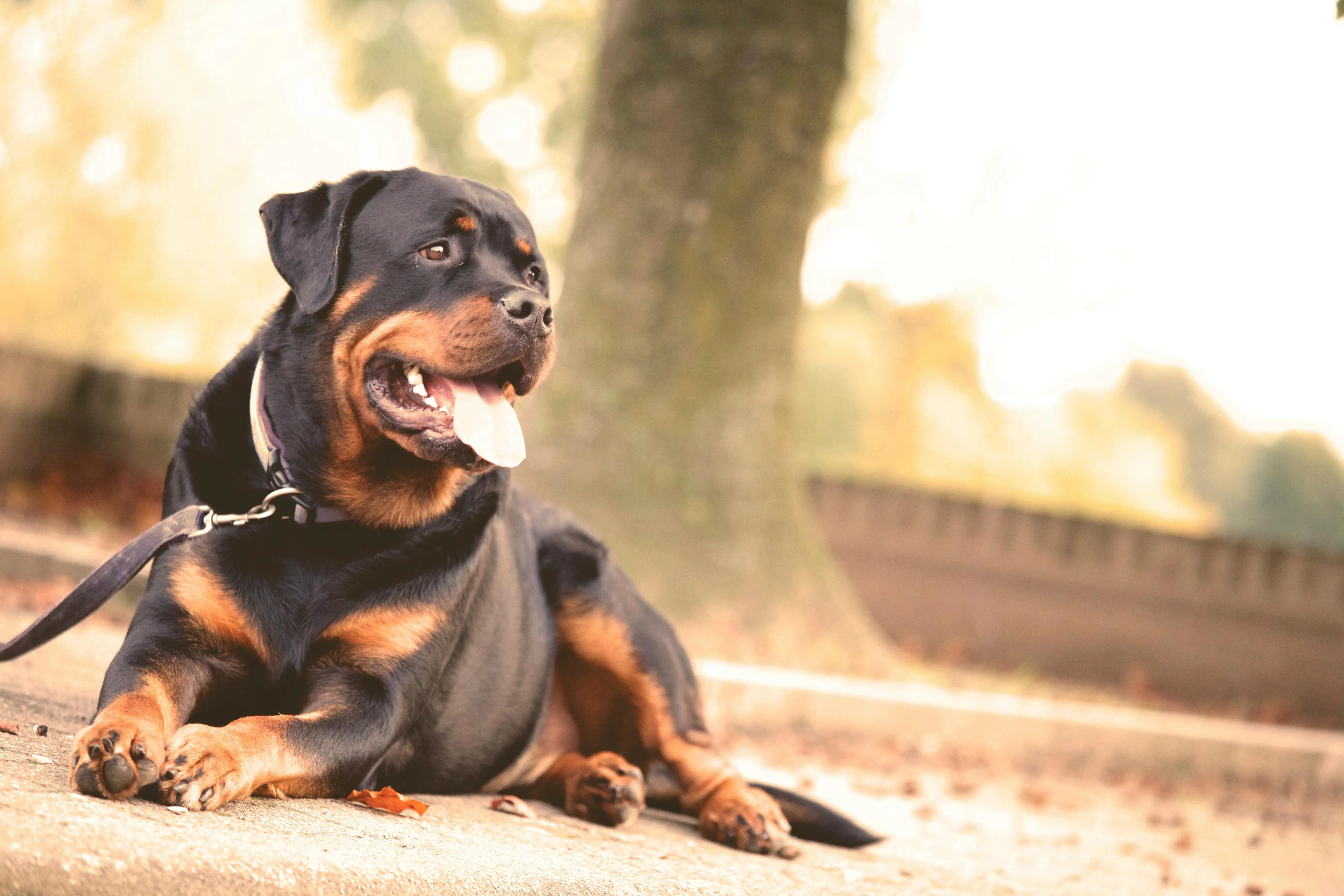 Loyalitas Tanpa Batas: Mengapa Ras Anjing Tertentu Dianggap Anjing Penjaga Kelas Dunia, Salah Satunya Adalah Rottweiler
