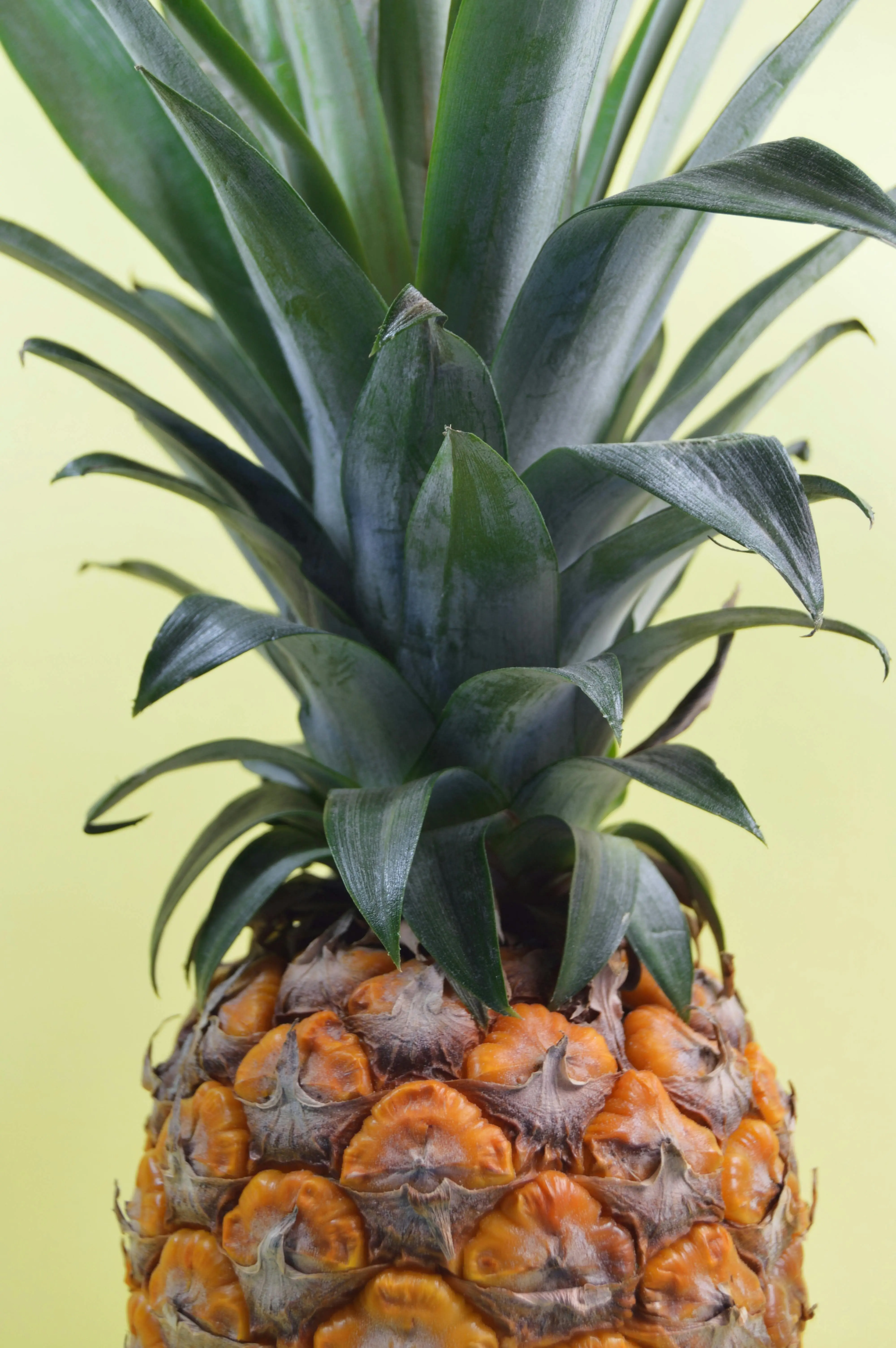 Nanas, Sang Raja Buah Tropis: Mengupas Peran Krusialnya dalam Menopang Ekonomi Pertanian Global