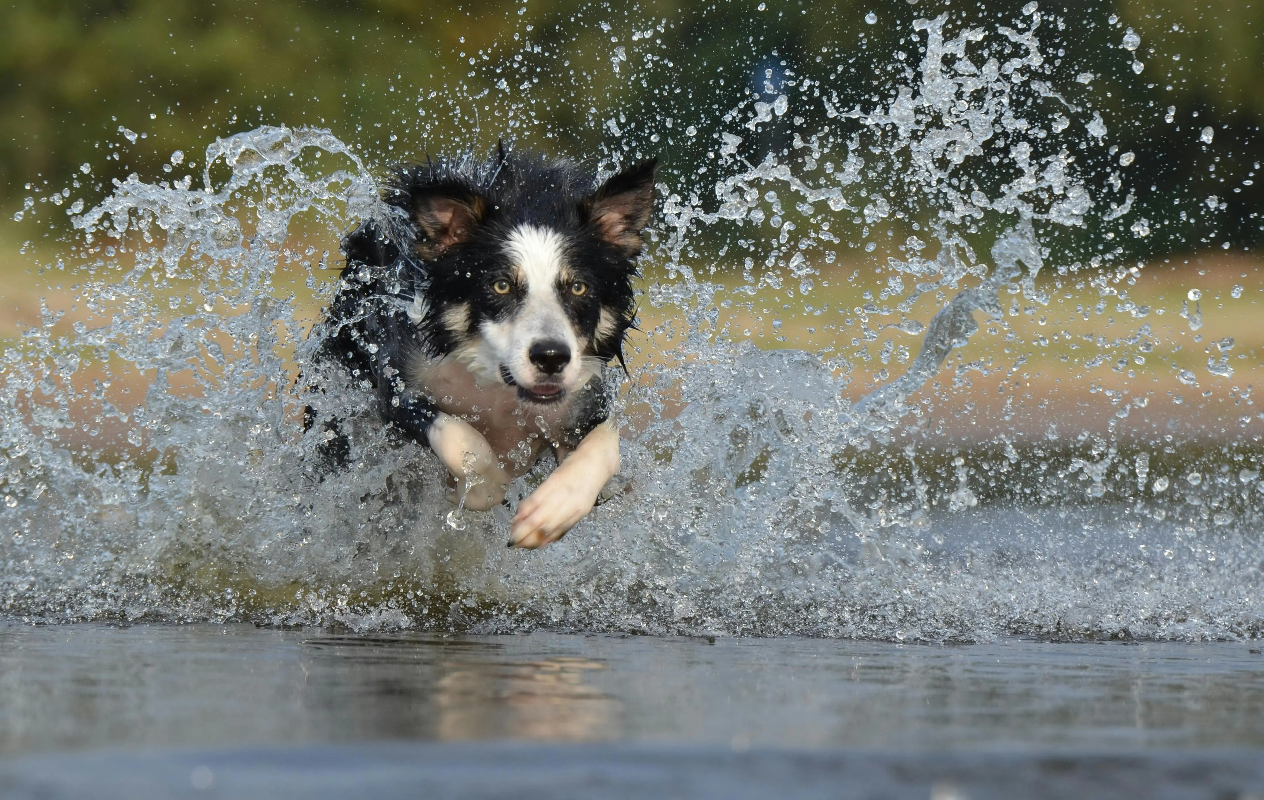 Border Collie: Mengapa Ras Anjing Ini Dinobatkan Paling Cerdas di Dunia Menurut Penelitian Ilmiah?