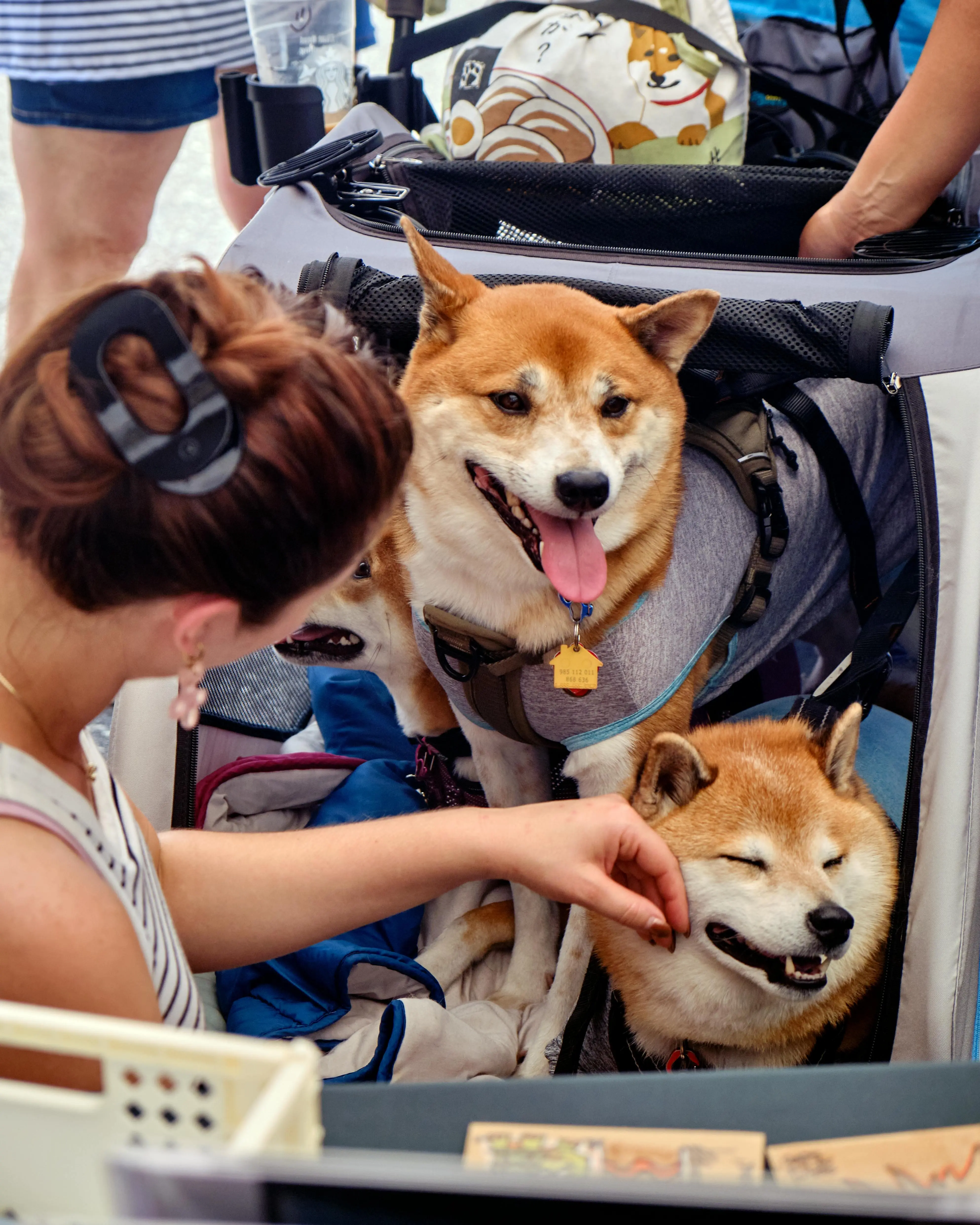 Ekspresi Wajah Anjing: Apakah Senyum Mereka Tanda Kebahagiaan atau Komunikasi Patuh?