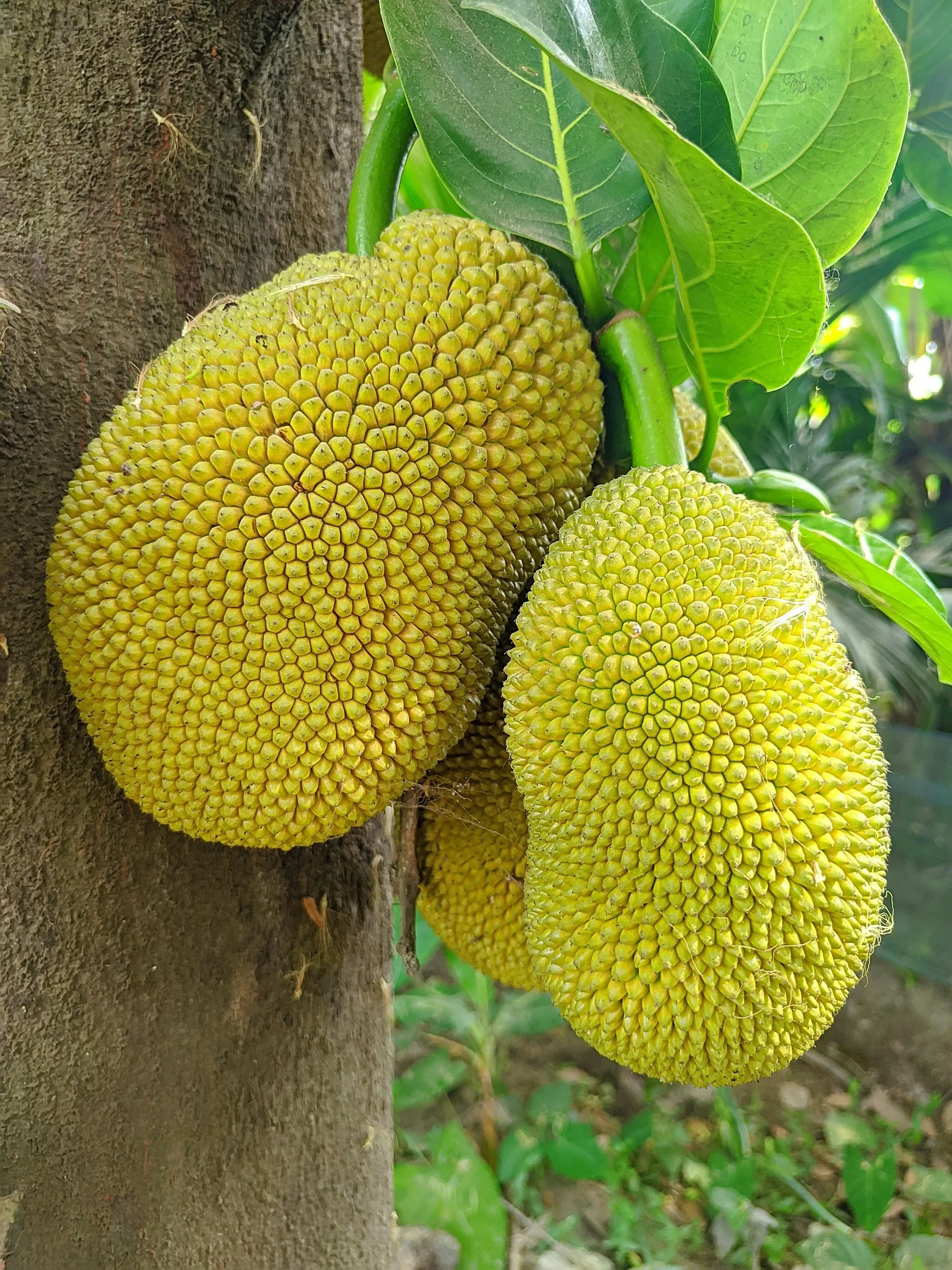 Bukan Sekadar Buah: Inilah Rahasia Manis dan Gurih Nangka di Balik Kuliner Thailand Klasik