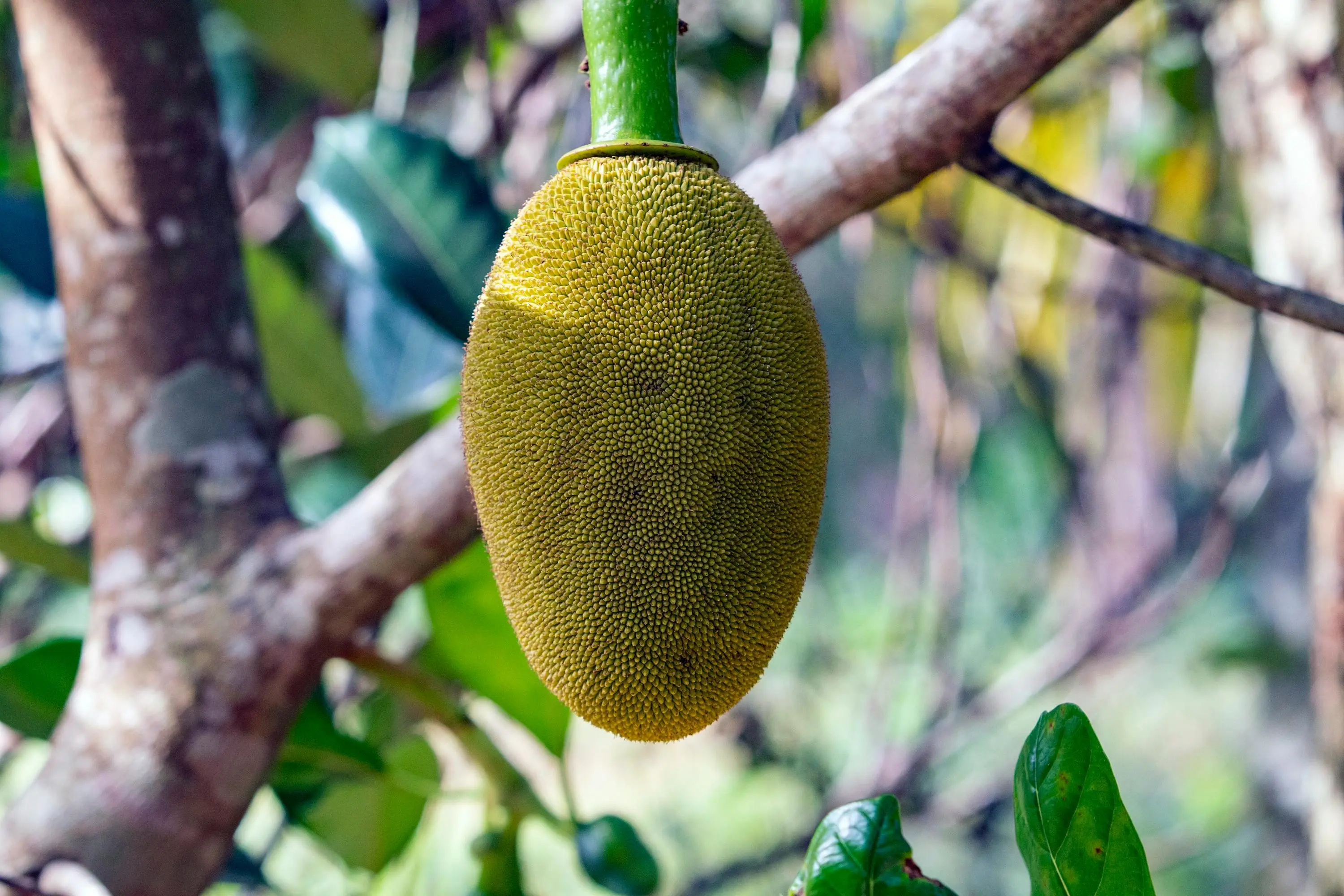 Mengapa Nangka Muda Pengganti Daging Vegan: Rasa dan Tekstur yang Mengejutkan