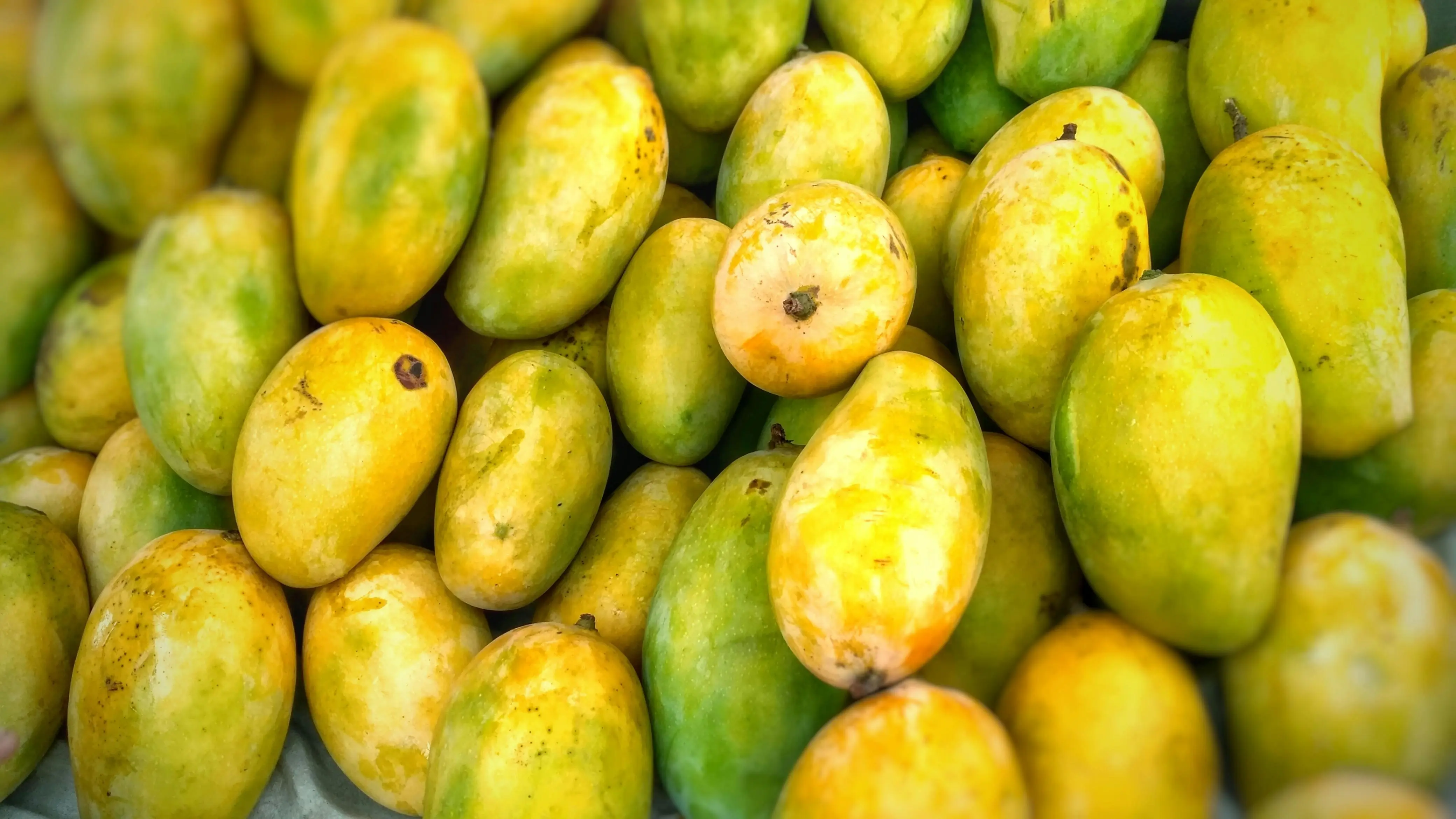 Kunci Pasar Tropis: Fakta Menarik Dominasi Negara-Negara Asia dalam Panen Mangga Global