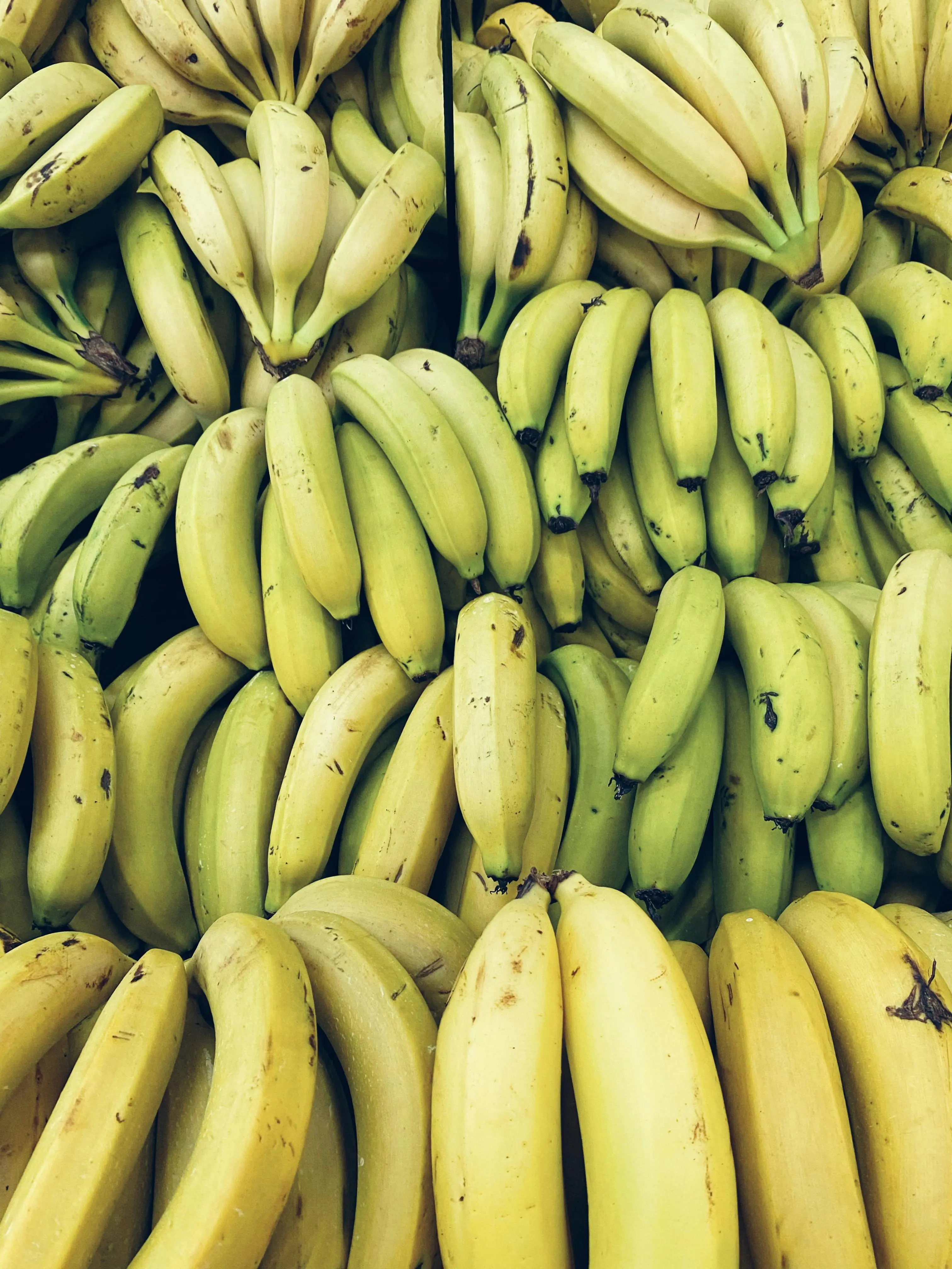 Kunci Imunitas Kuat Ada di Pisang: Menguak Kandungan Nutrisi Penting yang Melindungi Tubuh