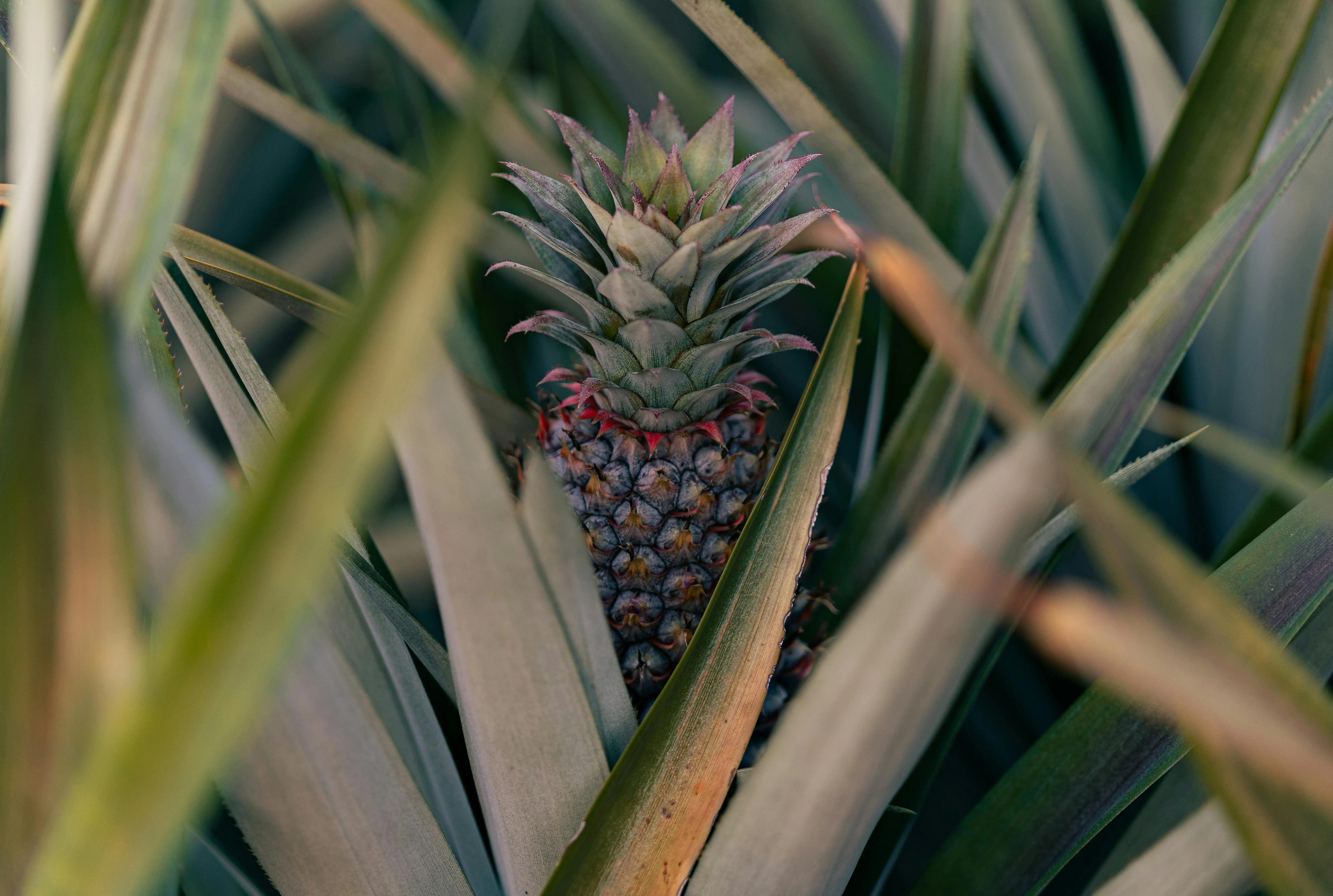 Fakta Menarik Tentang Serat Mikro dari Daun Nanas yang Harus Diketahui