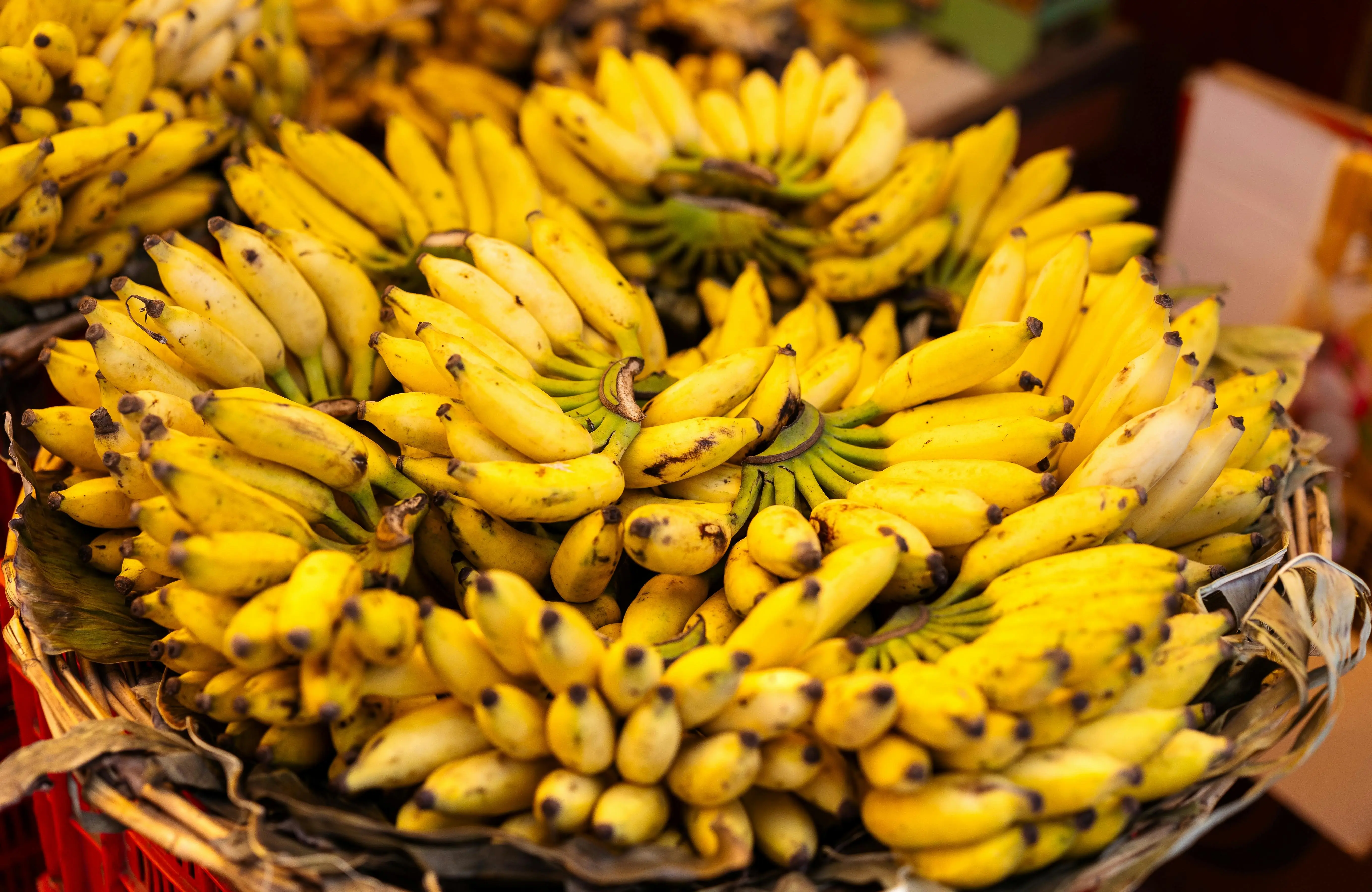 Bukan Sekadar Karbohidrat: Menggali Peran Penting Pisang dalam Pemenuhan Nutrisi Vegan