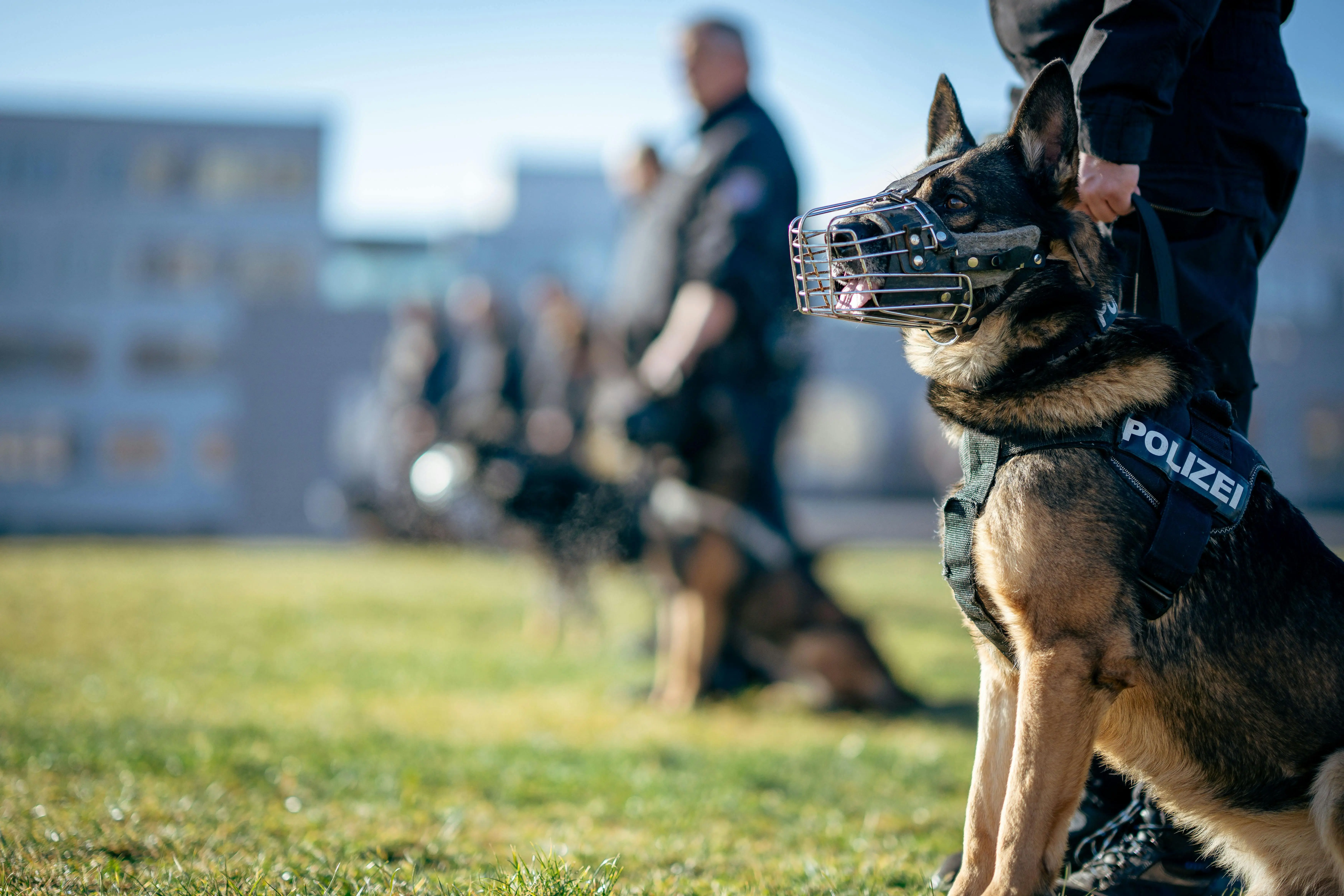 K9, Garda Terdepan Keamanan Global: Peran Anjing Pelacak dalam Deteksi Bahan Peledak dan Narkotika