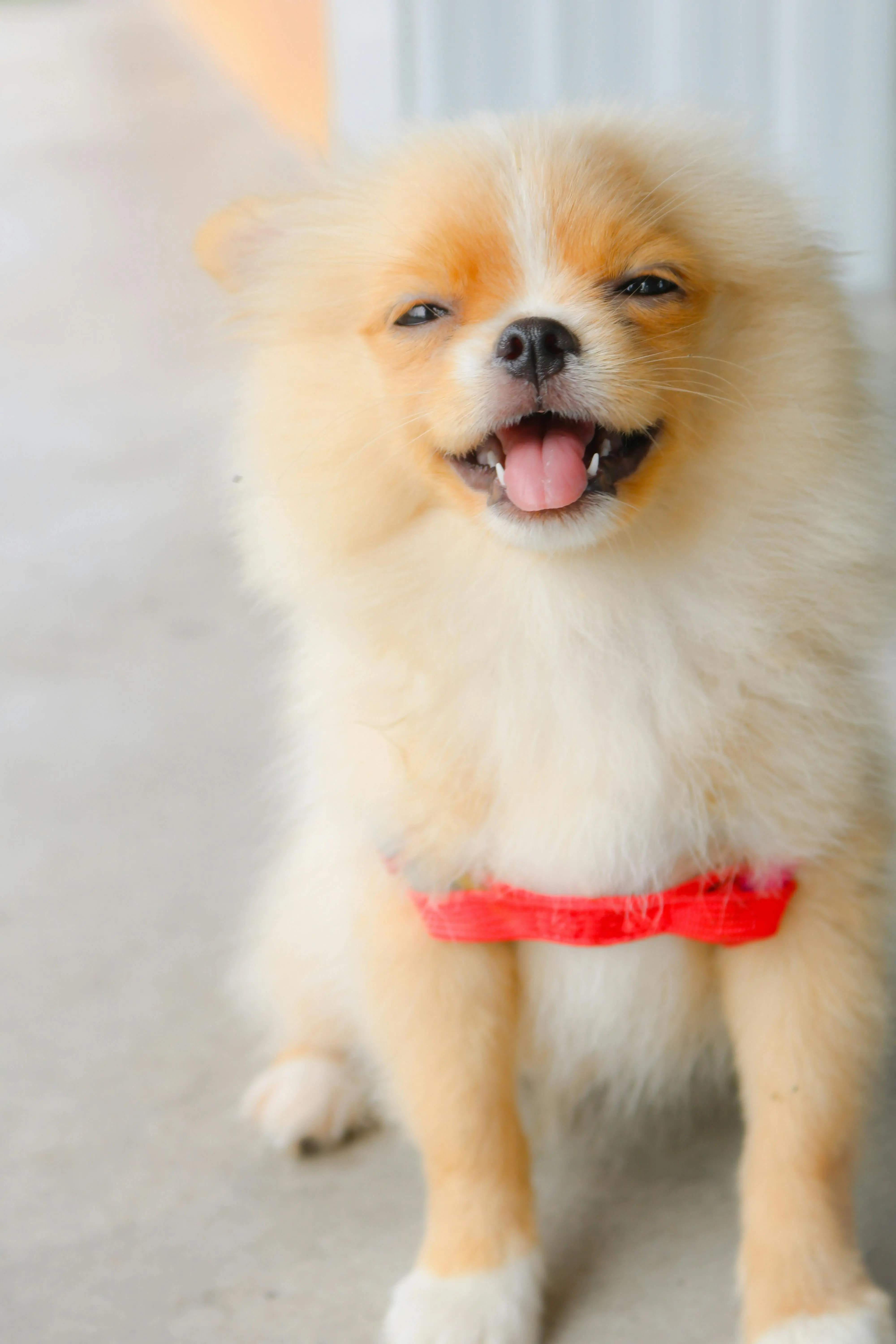 Bukan Hanya Kibasan Ekor: Ini Bahasa Tubuh Anjing yang Sering Disalahpahami