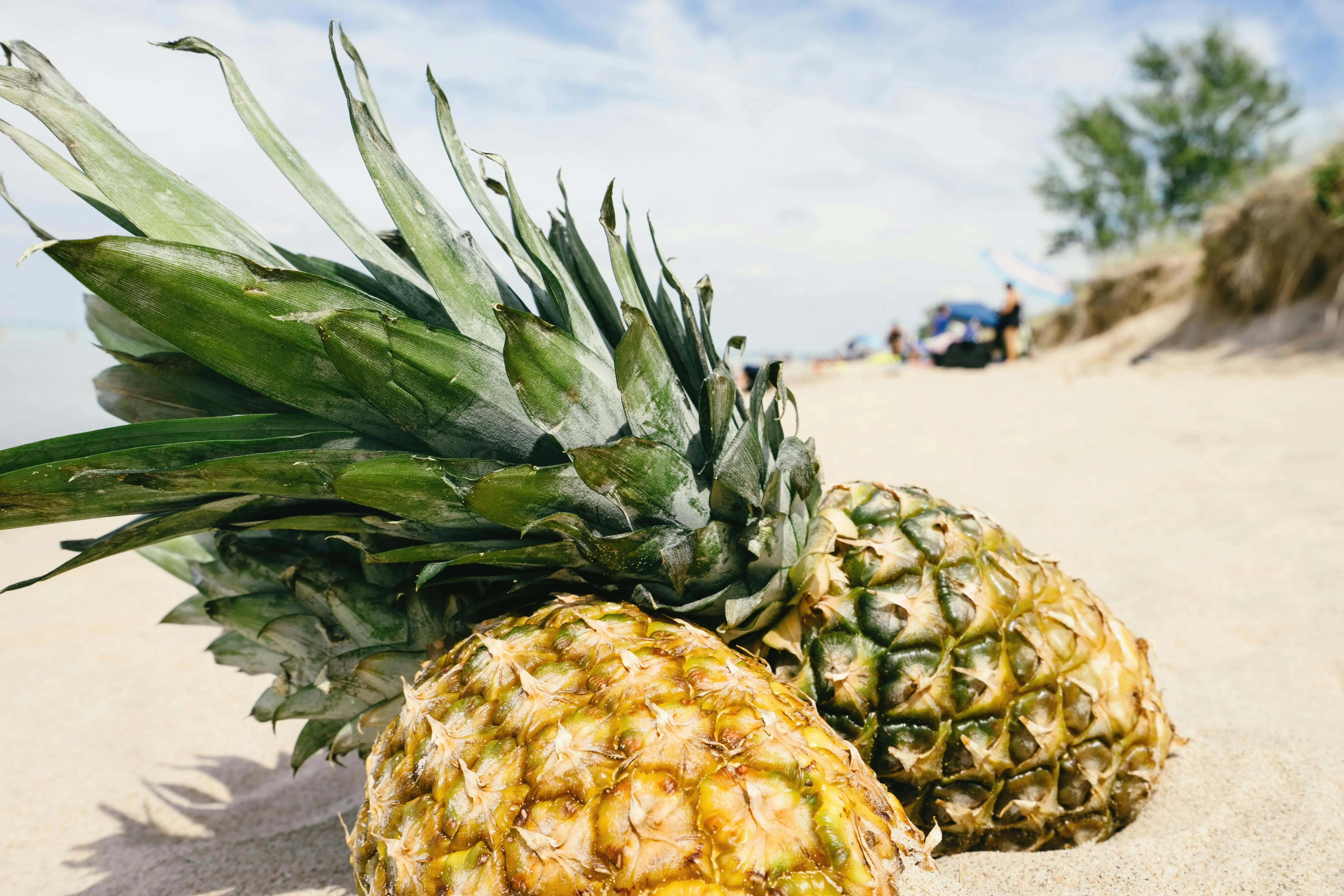 Mengenal Buah Tropis Nanas: Lebih dari Sekadar Rasa Manis, Solusi Pencegahan Dehidrasi Efektif