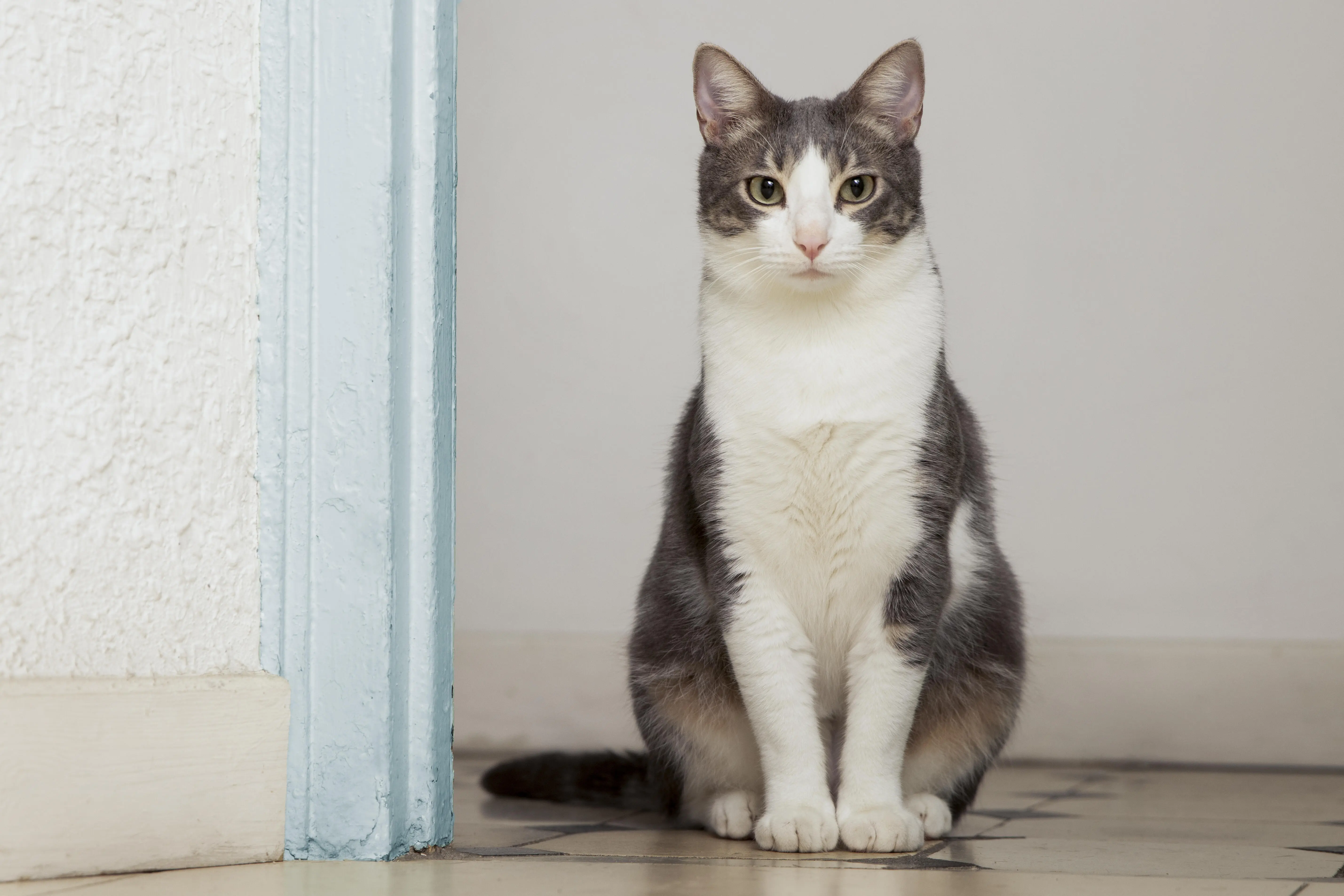 Waspada! Hindari 8 Makanan Berbahaya Ini untuk Kucing Kesayangan Anda
