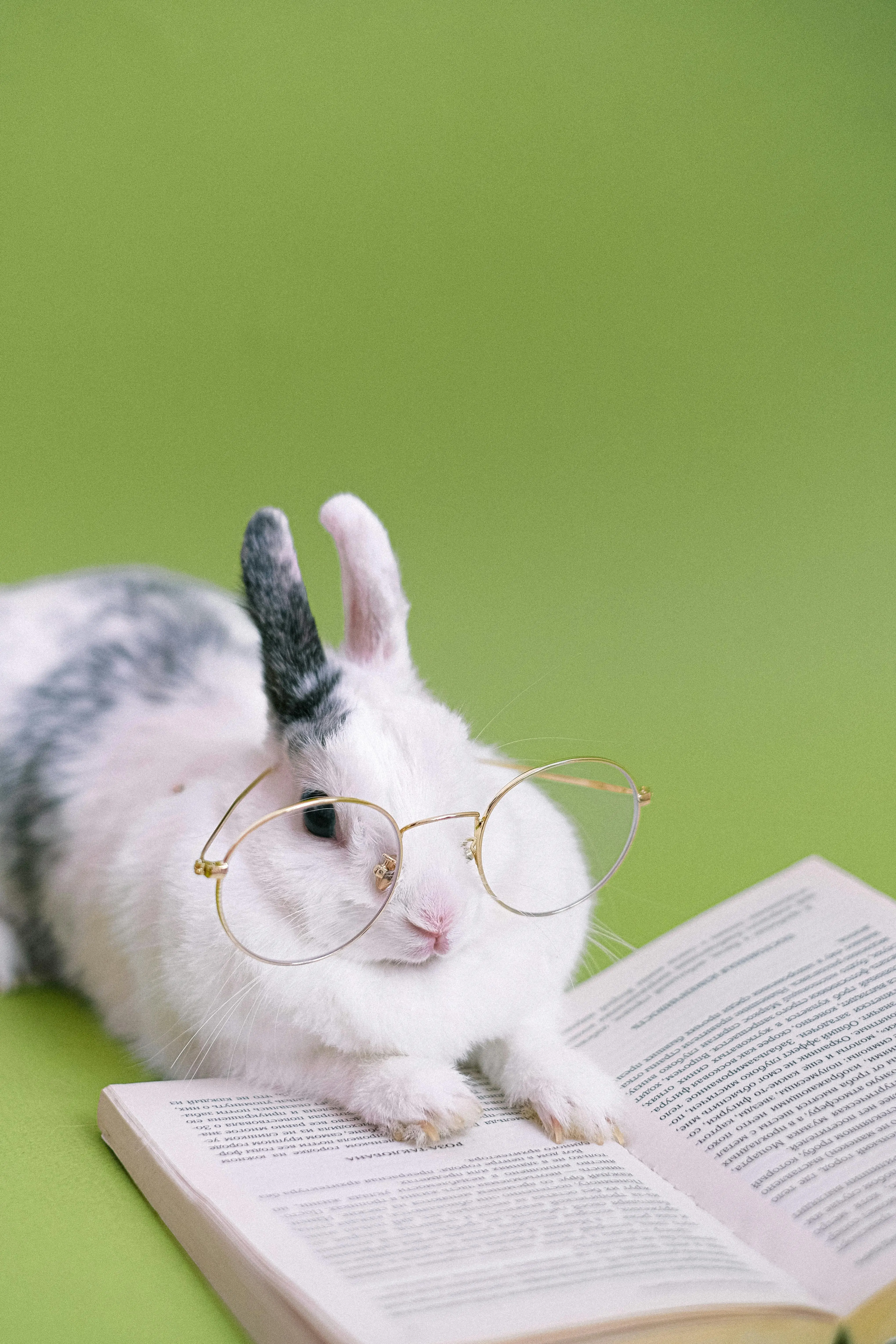 Mengapa Kelinci Adalah Model Biologis Ideal? Mengungkap Sejarah Penggunaan Kelinci dalam Sains