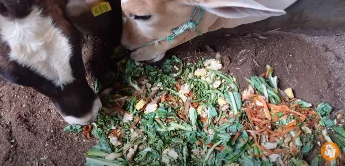 Hemat Biaya dan Kurangi Sampah, Begini Cara Olah Limbah Dapur Jadi Pakan Hewan