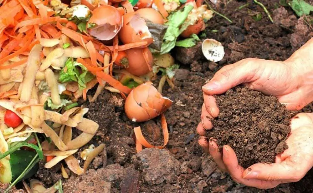 Daur Ulang Sisa Dapur: Cara Praktis Membuat Kompos di Rumah