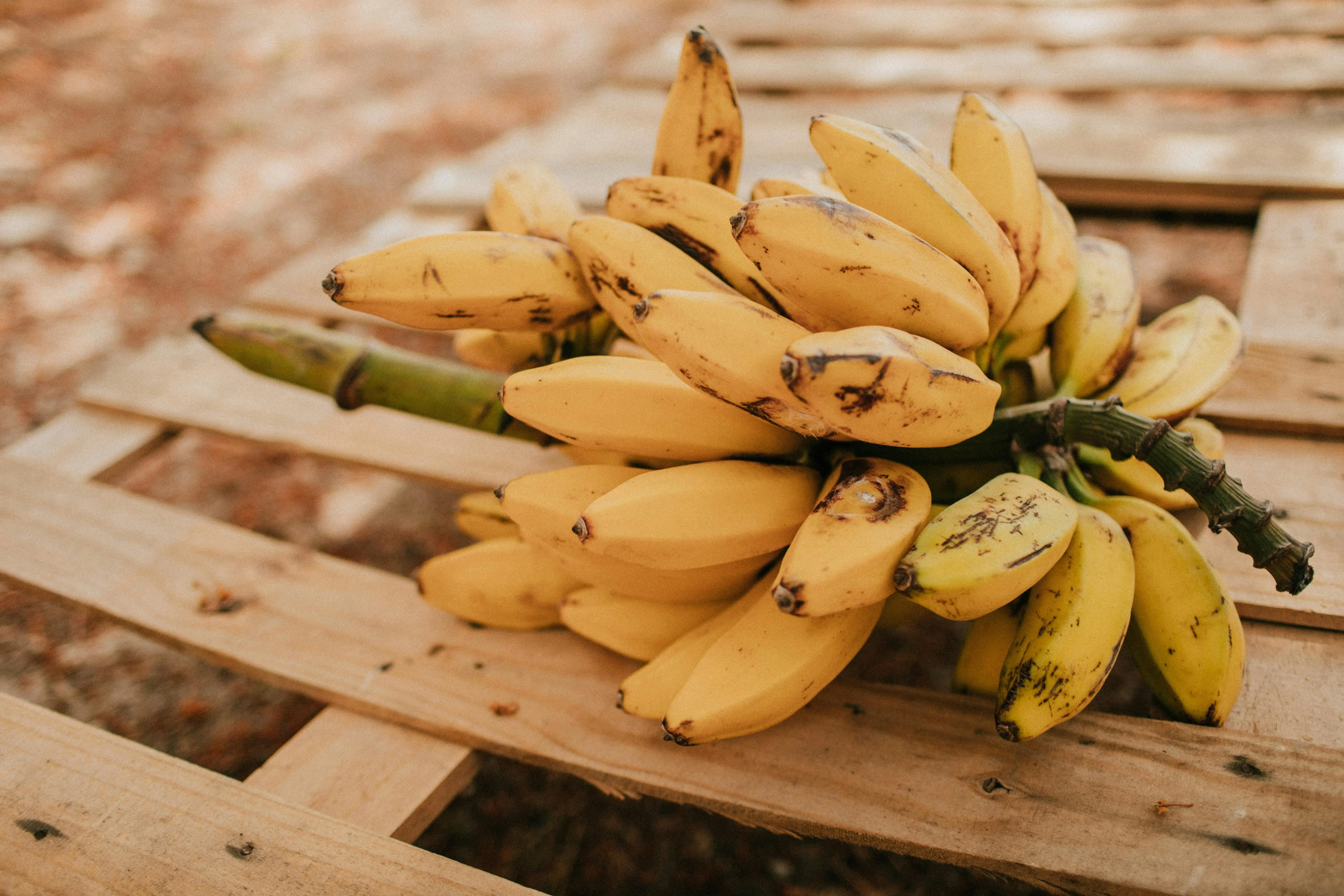 Pisang sebagai Sumber Prebiotik Alami: Makanan Super untuk Kesehatan Usus