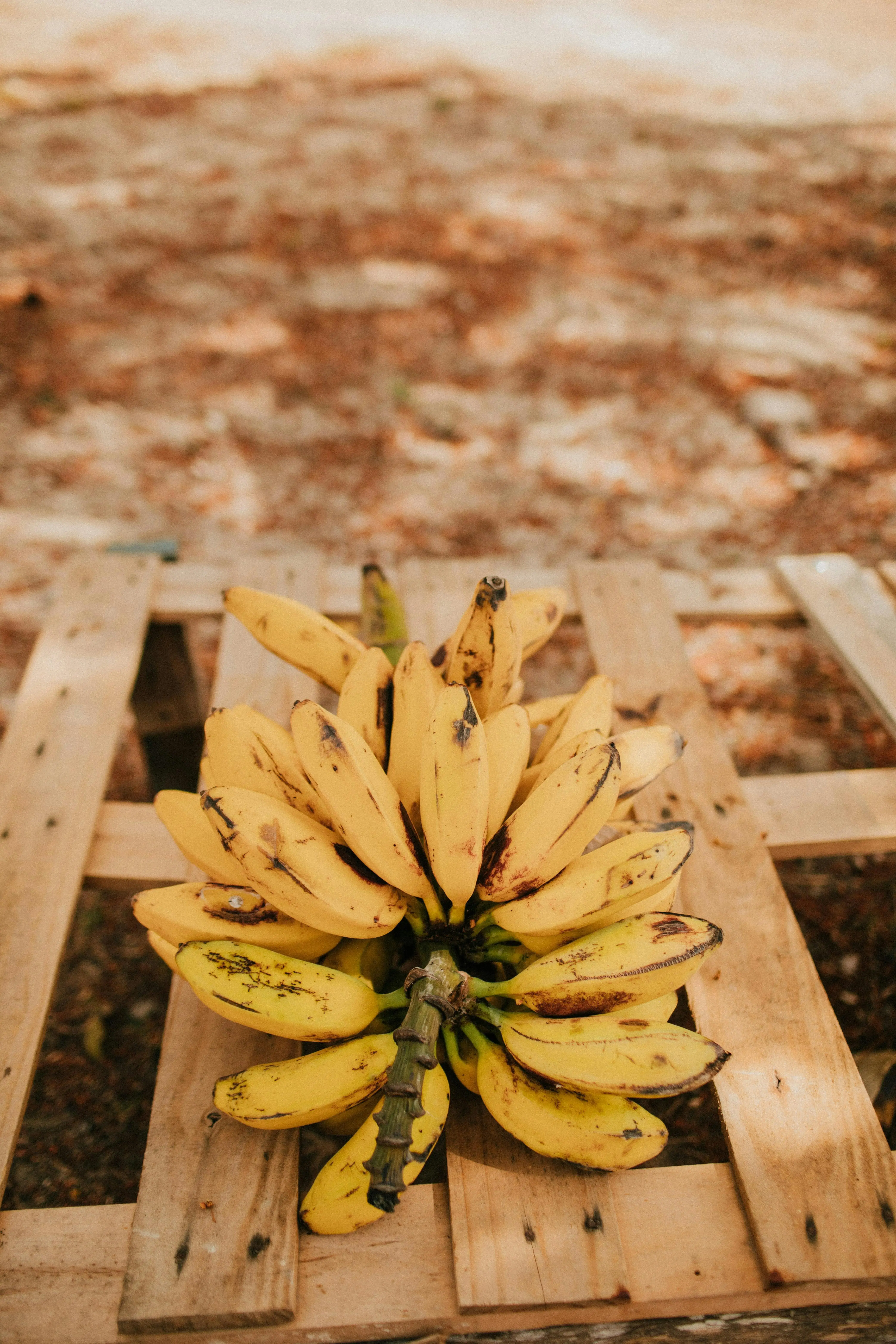 Pisang, Solusi Alami Mengatasi Asam Lambung dan Maag: Mengapa Buah Ini Begitu Efektif?