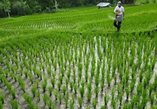 Pemkab Majalengka: Penurunan Harga Pupuk Jadi Angin Segar bagi Petani Menjelang Musim Tanam