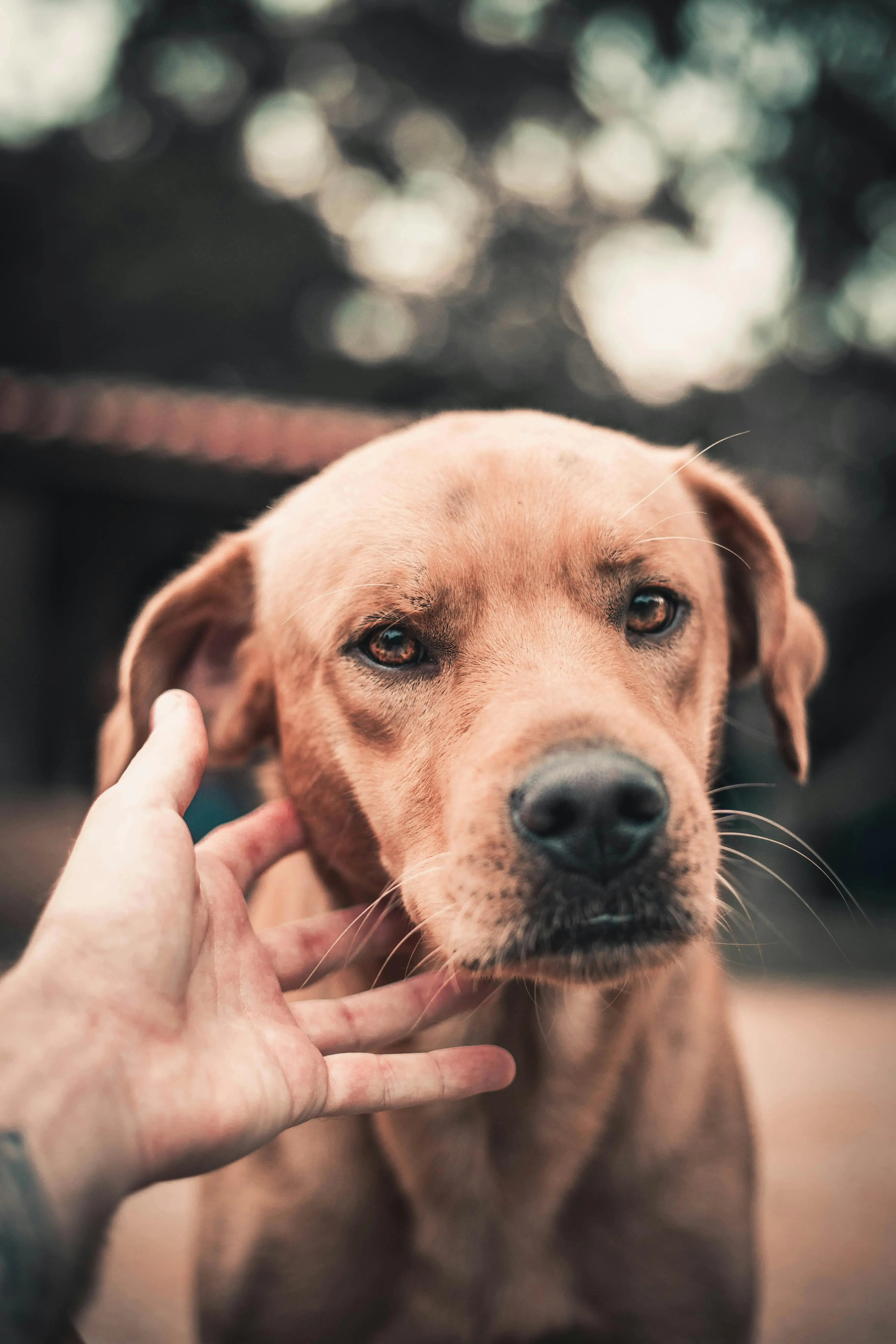 Bukan Sekadar Loyalitas: Bukti Ilmiah Kemampuan Anjing Menangkap Sinyal Emosional Pemilik