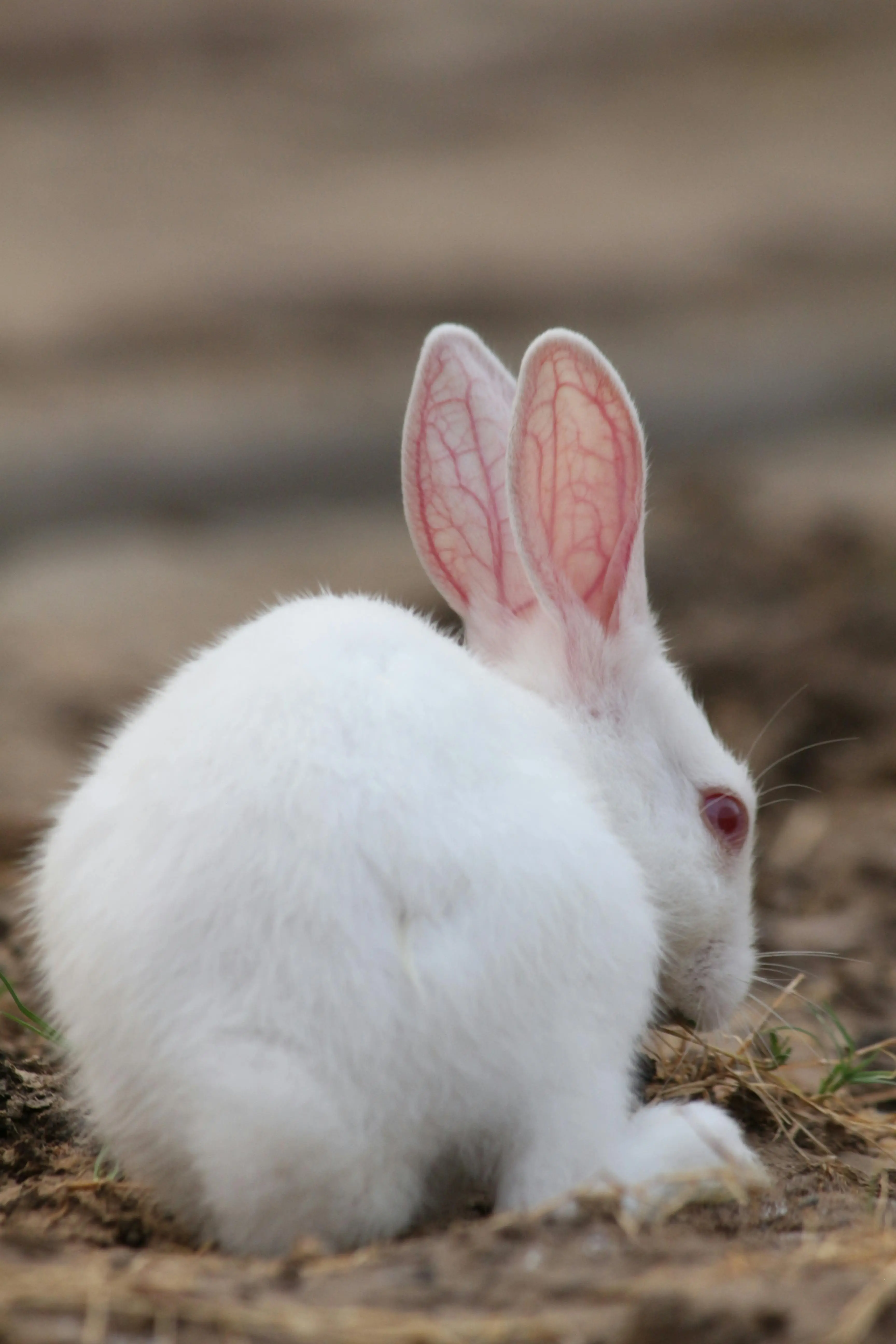 Menguak Misteri Genetika Resesif pada Kelinci Albino: Mengapa Mereka Berkulit Putih dan Bermata Merah?