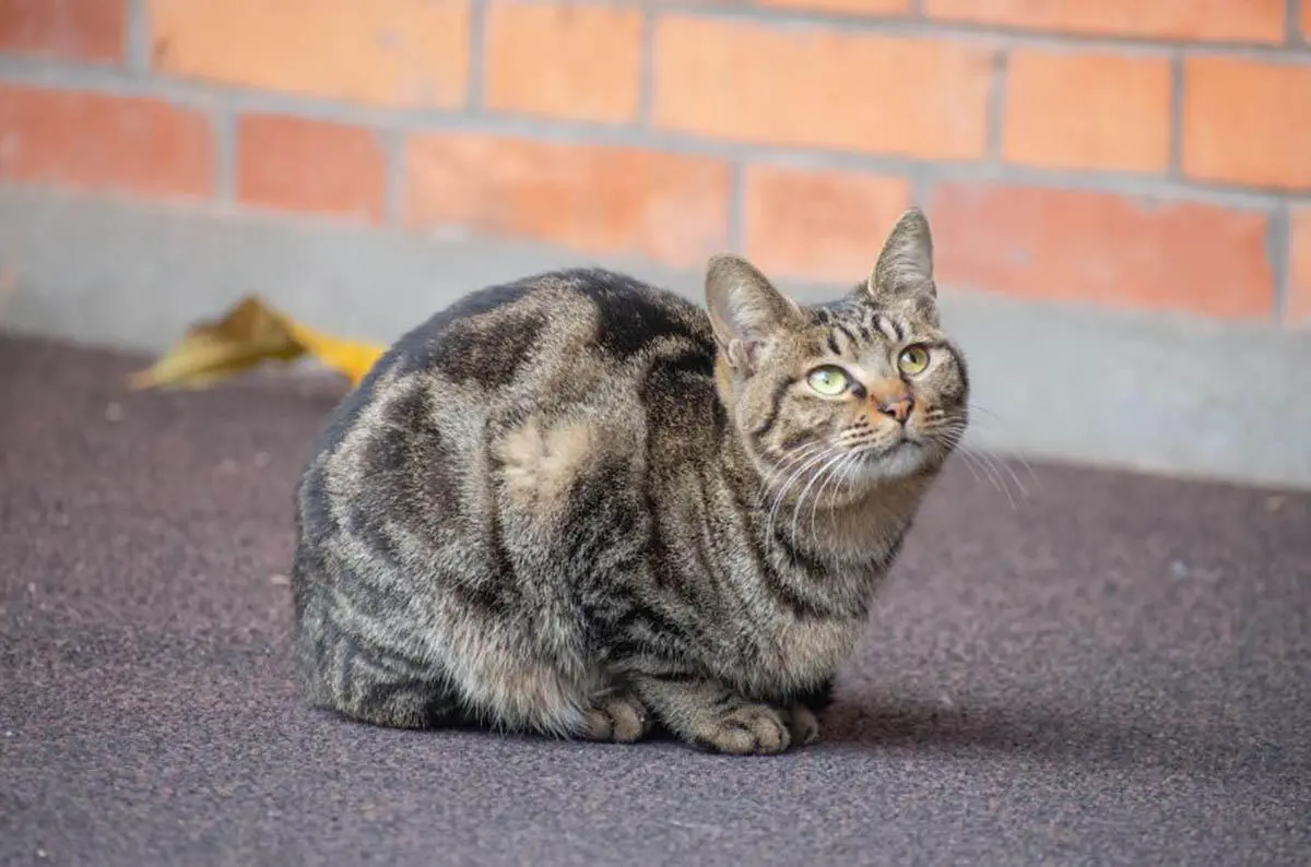 Mengenal Jenis Kucing Lokal Indonesia, Dari Kucing Kampung hingga Kucing Sulawesi