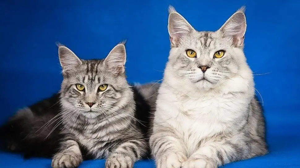 Maine Coon hingga Norwegian Forest Cat, Kucing Terbesar di Dunia yang Menawan