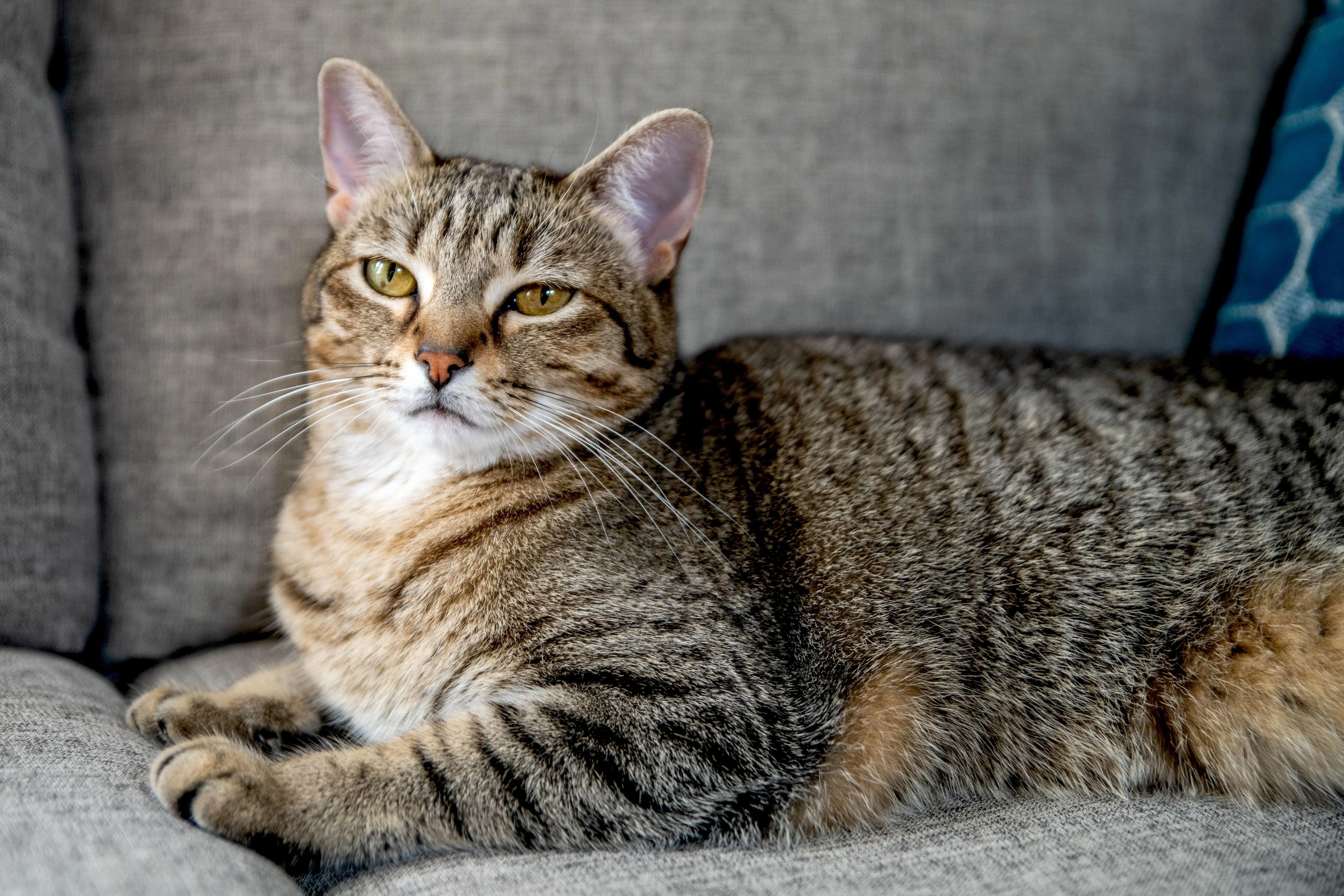 Daftar Kucing Paling Populer di Dunia yang Banyak Diminati Pecinta Hewan
