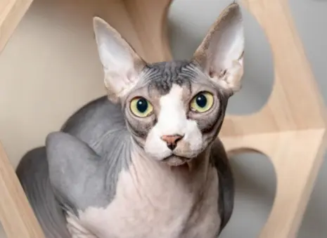Daftar Kucing Paling Mahal di Dunia, Harga Fantastis hingga Rp5 Miliar!