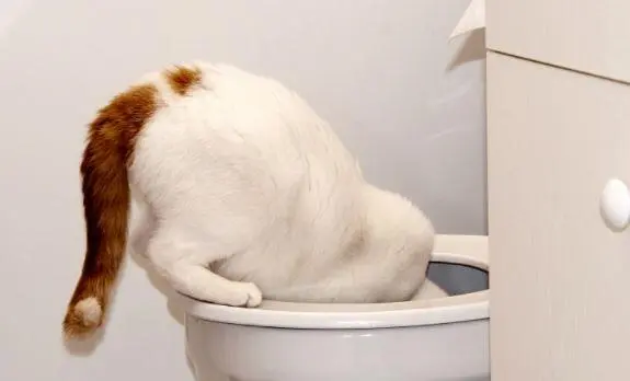 Kenapa Kucing Sering Minum Air WC? Berikut Penjelasan dan Cara Mengatasinya