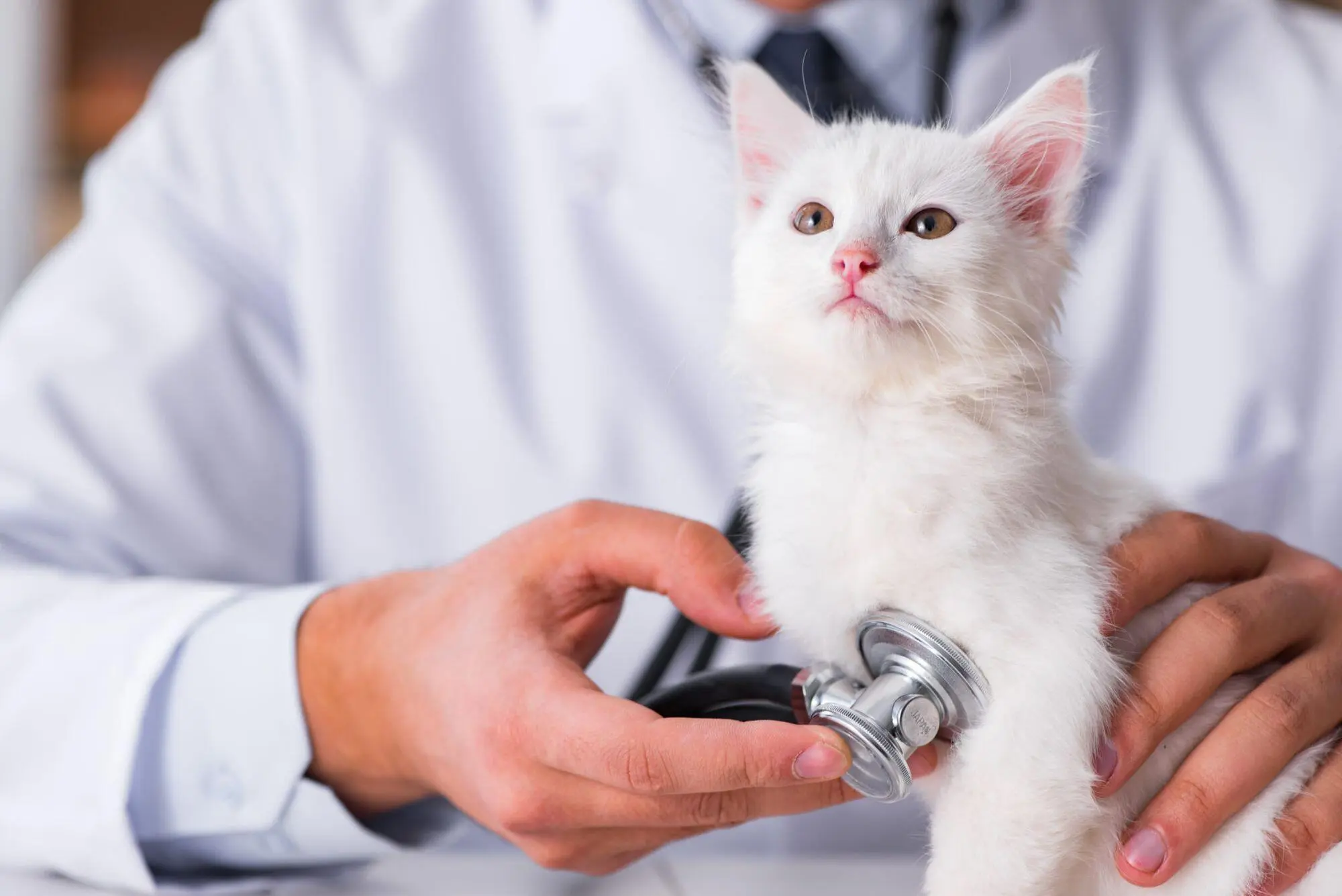 6 Jurusan Kuliah untuk Pecinta Hewan, dari Dokter Hewan sampai Ahli Konservasi