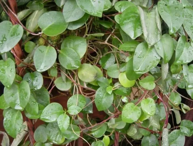 Sederet Rahasia Daun Binahong, Bisa Jadi Obat Alami untuk Luka, Diabetes, Asam Urat dan Jantung