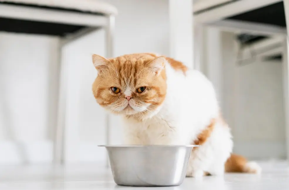 8 Fakta Unik Tentang Kucing yang Jarang Diketahui