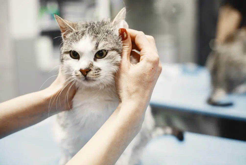 Kenapa Kucing Dianggap Istimewa di Berbagai Budaya? Ini Alasannya