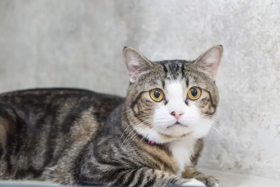 Ternyata Ini Penyebab Kucing Mudah Kedinginan dan Cara Mengatasinya!