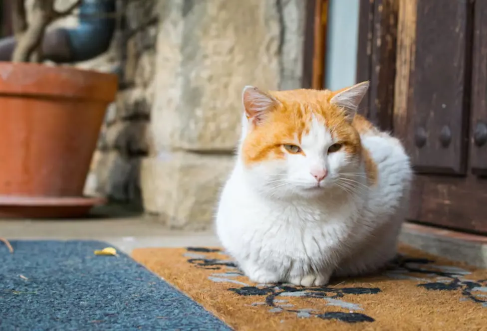 Waspada di Musim Hujan! Begini Cara Tepat Menghangatkan Kucing yang Kedinginan