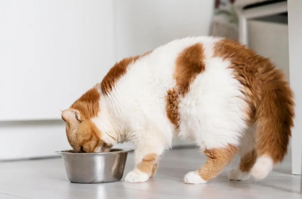 Raw Food untuk Kucing, Aman atau Berisiko? Simak Penjelasan Lengkapnya!