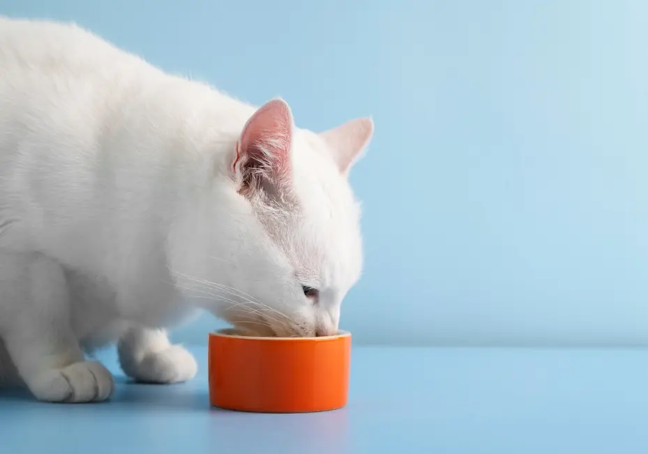 Kucing Boleh Makan Telur? Ini Jawaban Lengkapnya Biar Nggak Salah Kasih Makan!